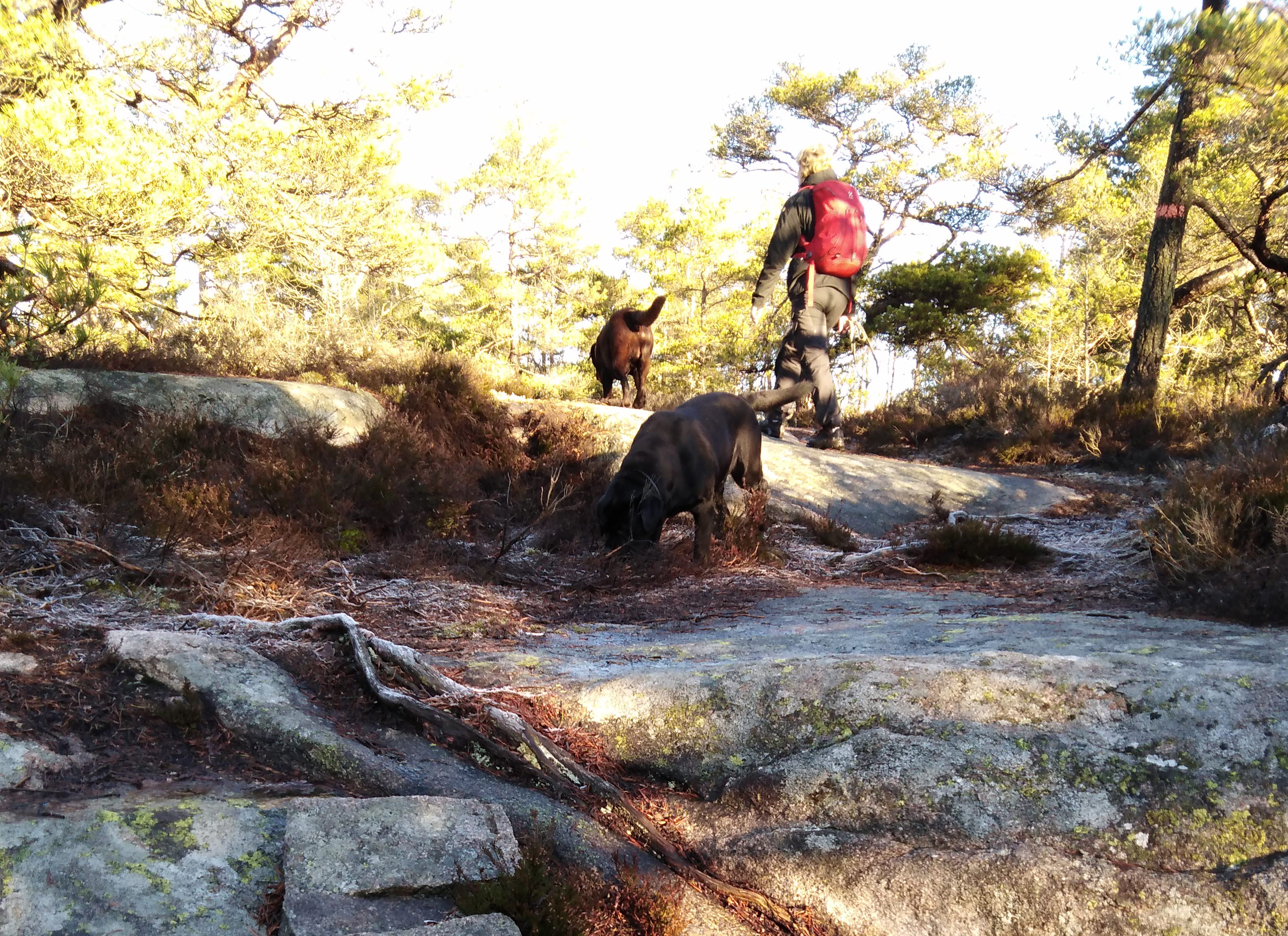 En kvinna med två hundar vandrar på Bohusleden