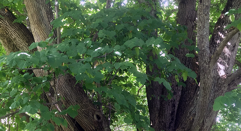 Bohuslind på Norra öddö