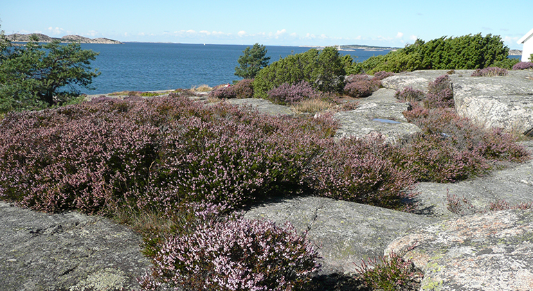 Capri naturreservat norr om Strömstad