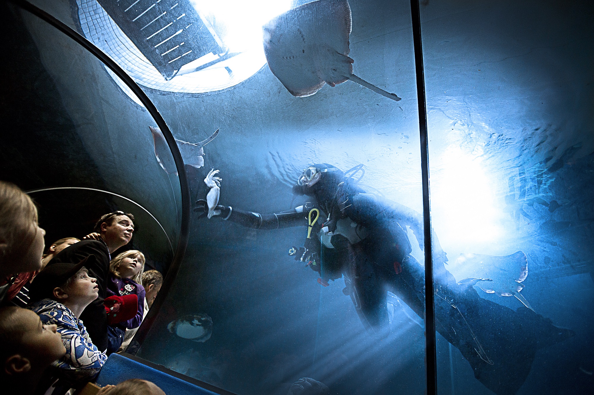 Havets Hus in Lysekil, inside their tunnel aquarium. A diver is swimming inside the aquarium together with ray-fish. 