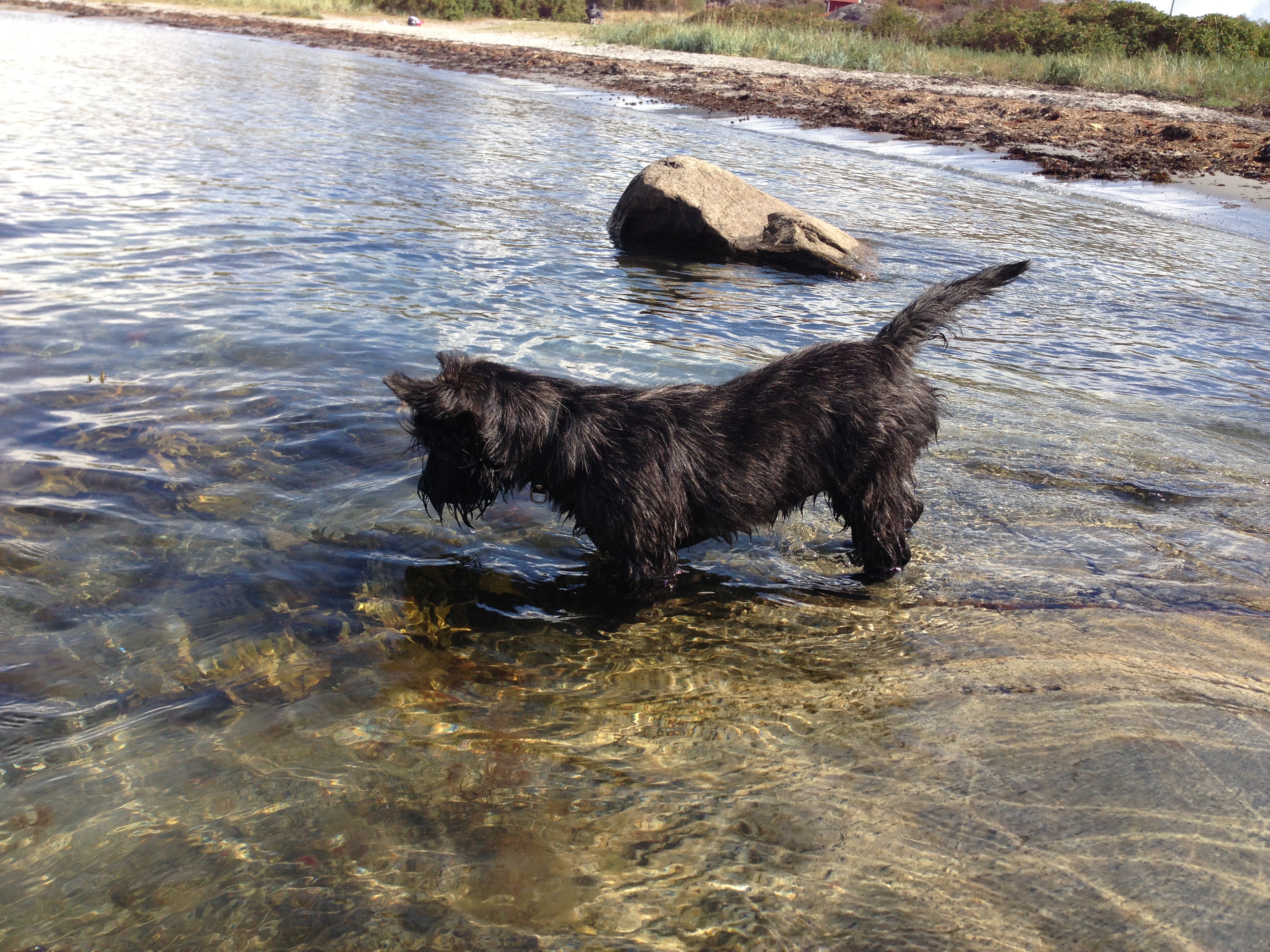En liten svart hund leker vid stranden