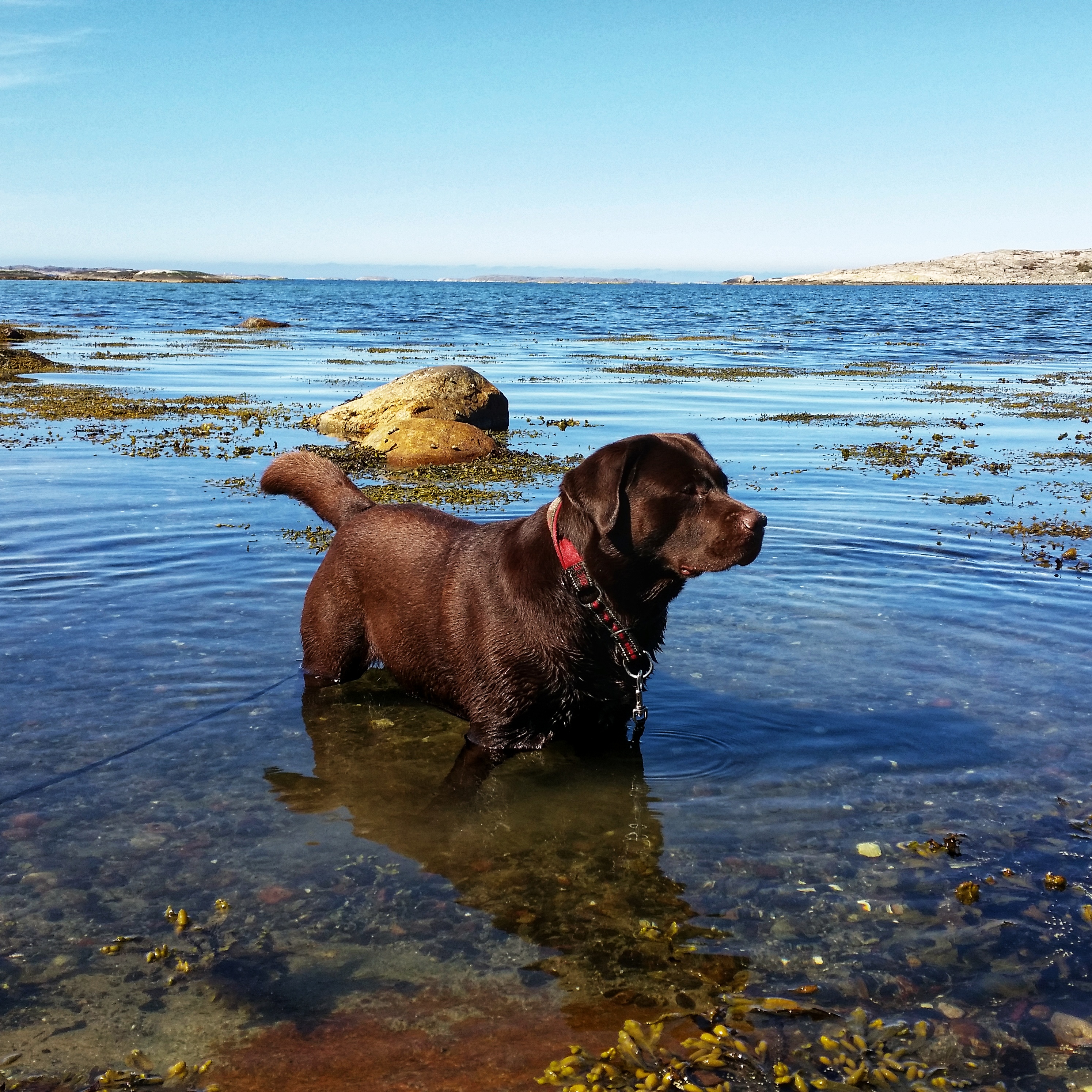 Hund badar i havet