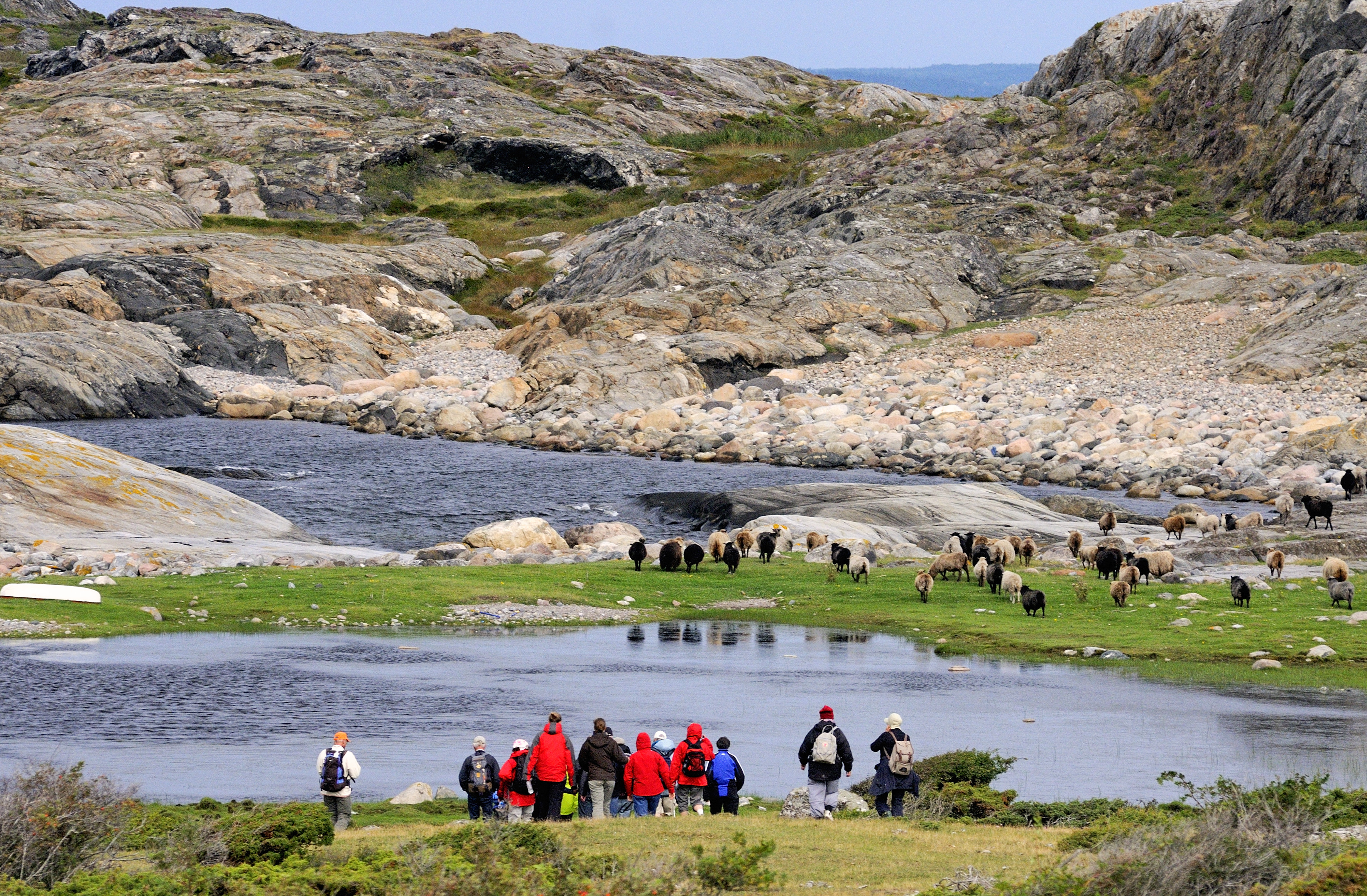 A group of hikers are looking towards a flock of sheep at North Koster. In the background there are large cliffs and a cobblestone field. 
