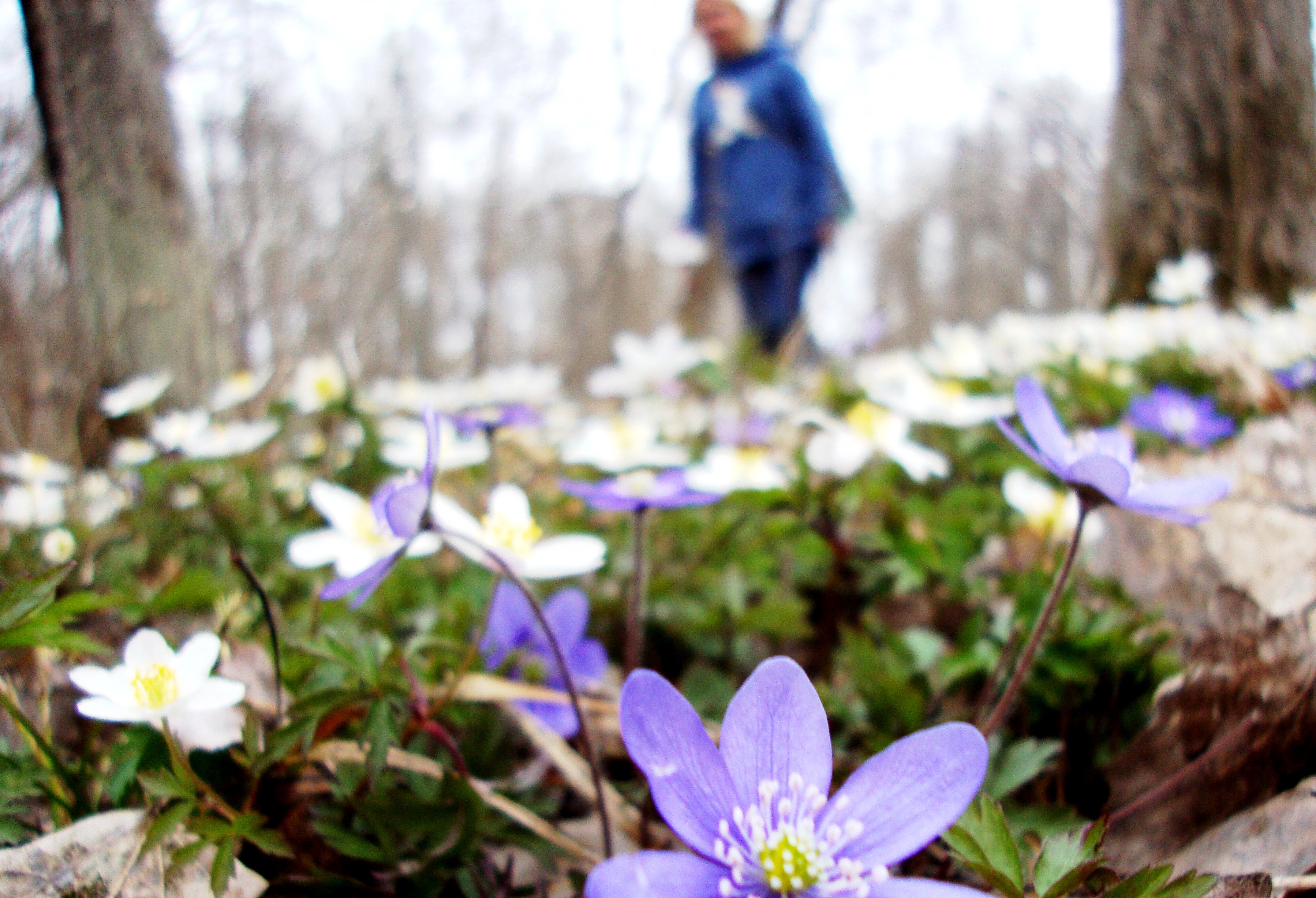 Vårvandring på Kosteröarna, i förgrunden syns massor av vit- och blåsippor.