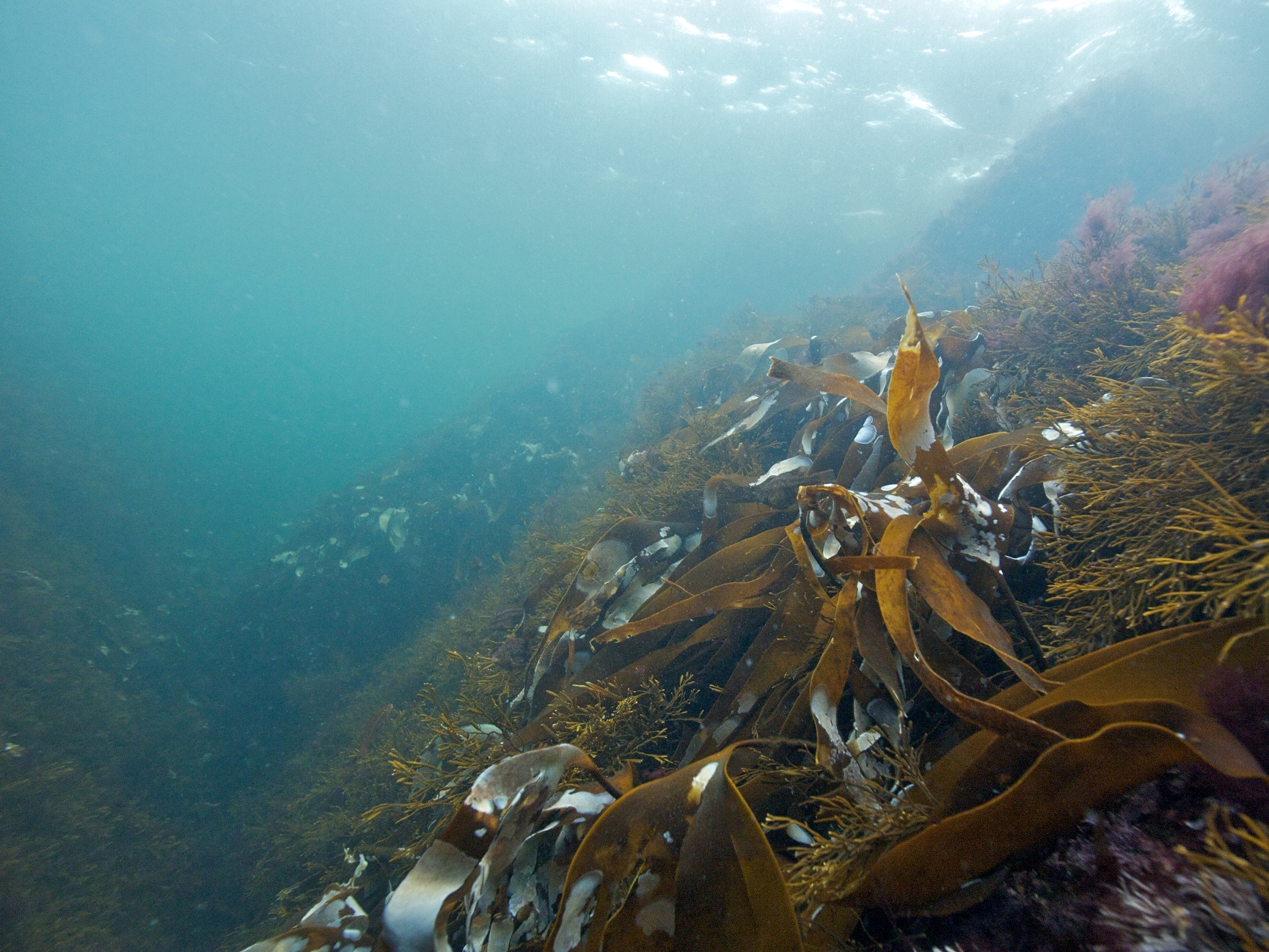 Kosterhavet under ytan med ålgräs