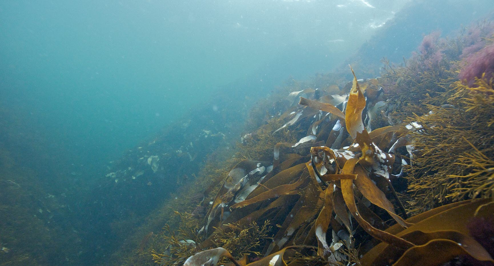 Koster sea under the surface with floating eelgrass
