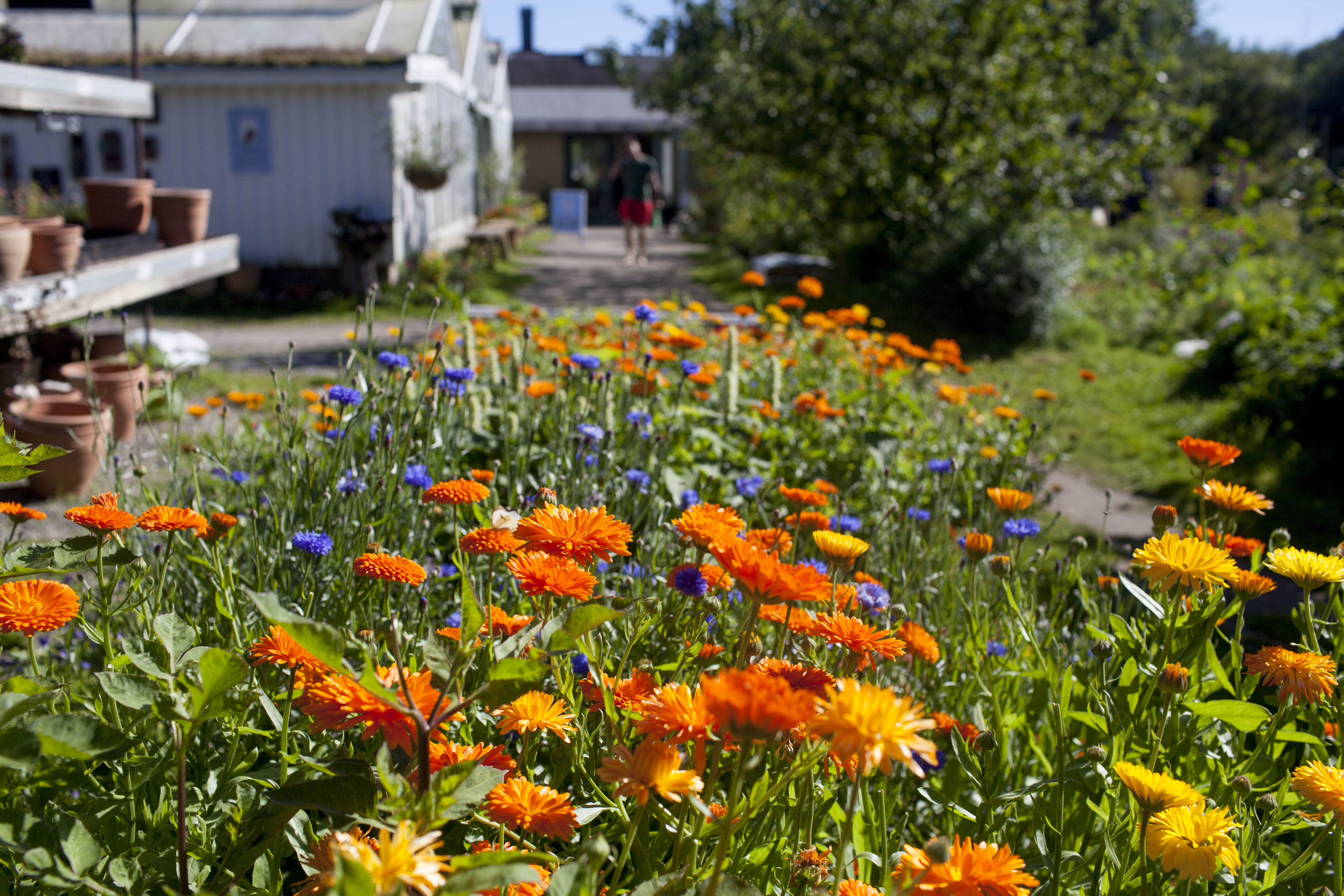 Flowerbed with cornflowers and marigolds at Kosters Gardens.