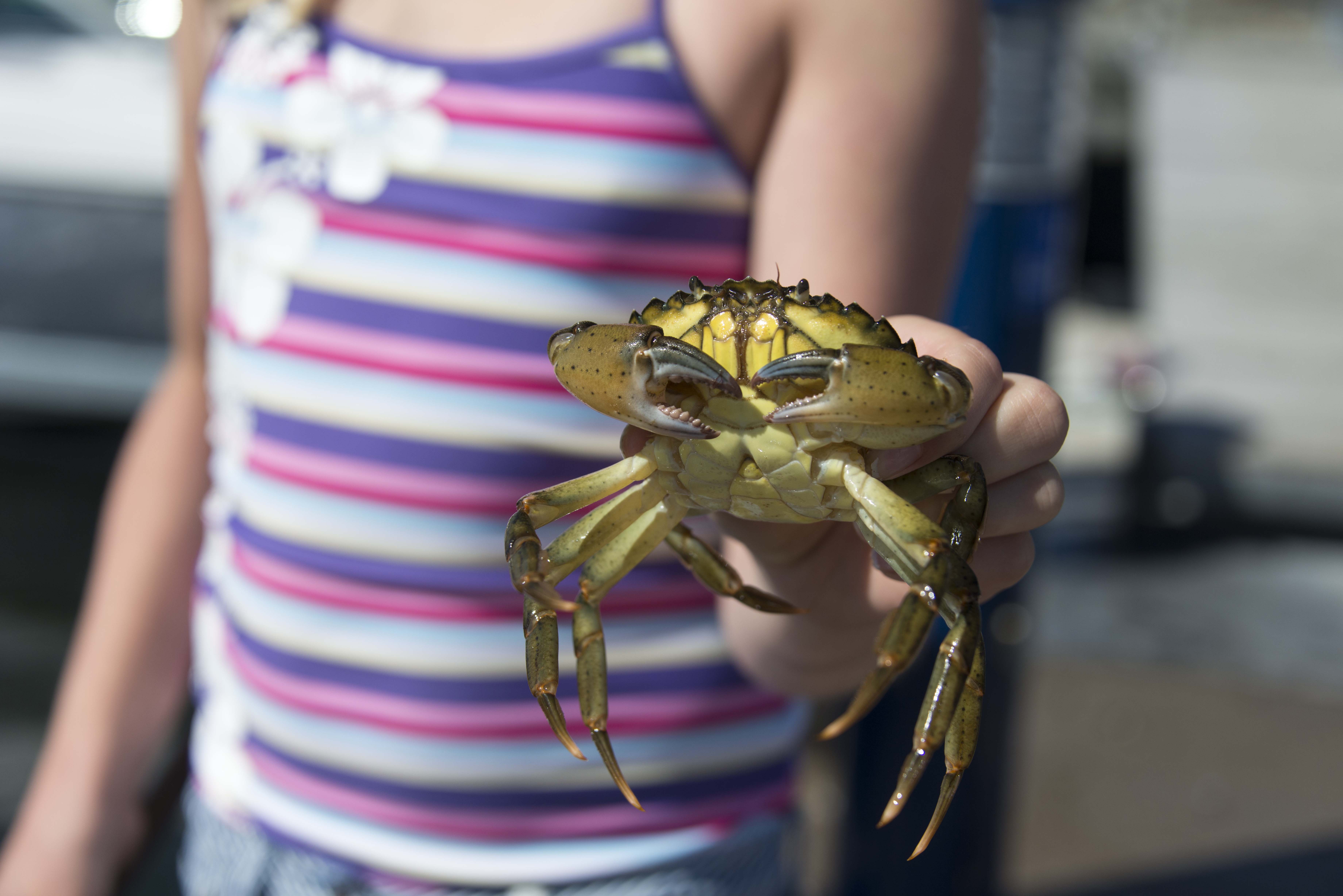 A child holding a crab.