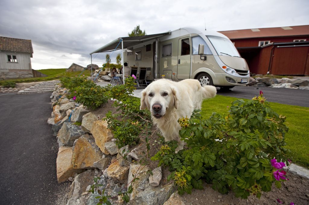 Hund på Lagunen camping
