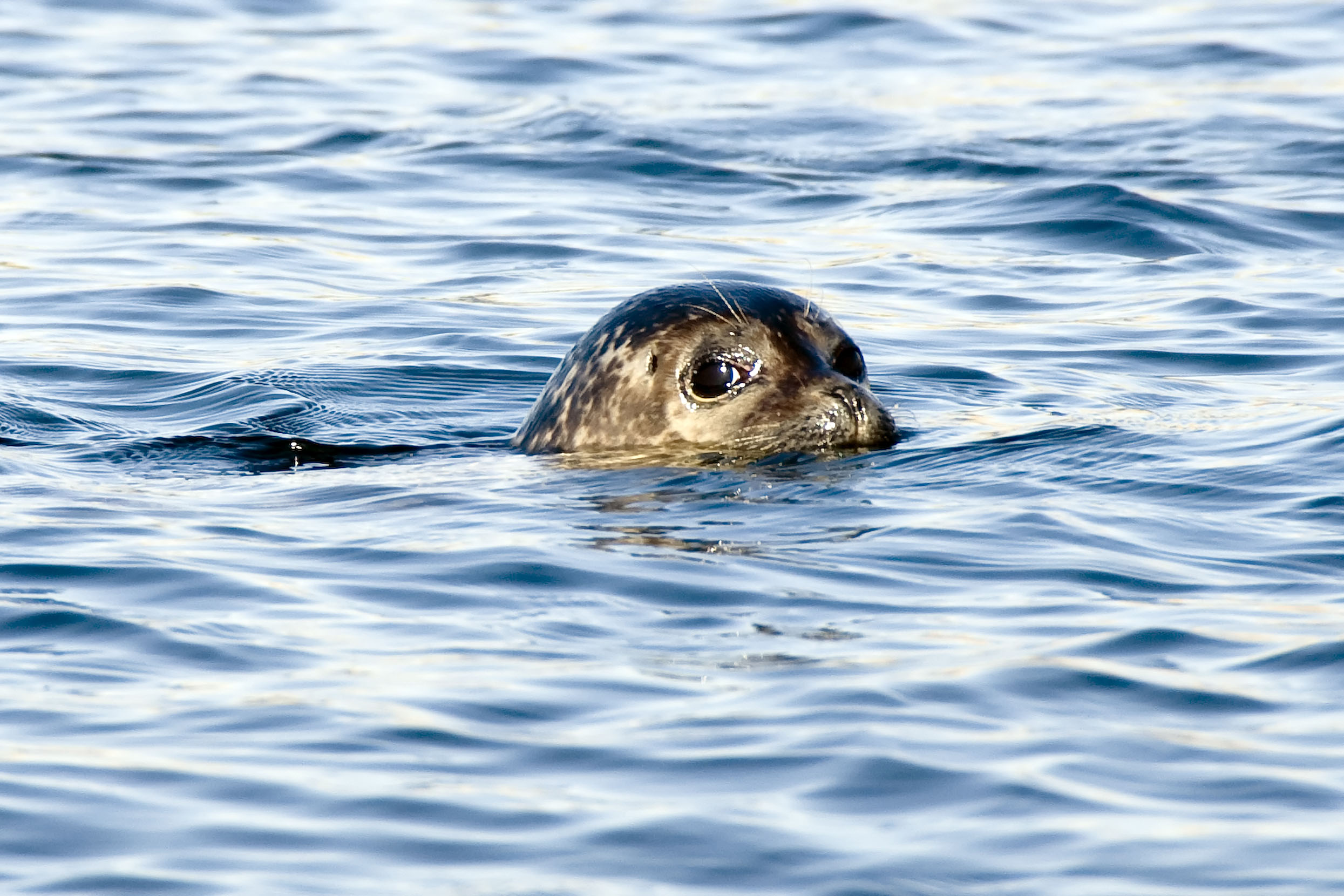 A seal looks up from the water with only its head showing. The seal is grey speckled and has big, black eyes. 