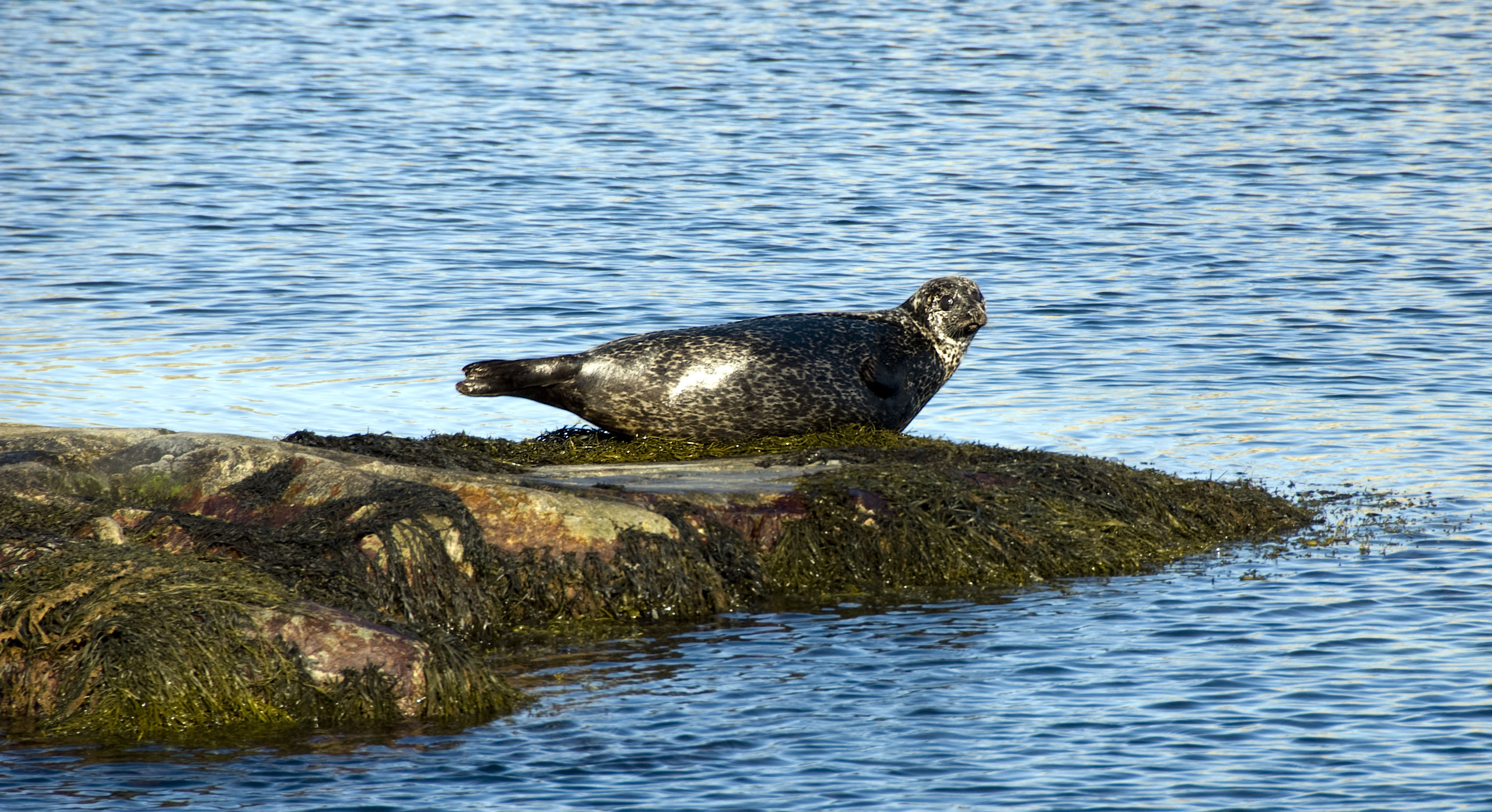 Seal on a rock.
