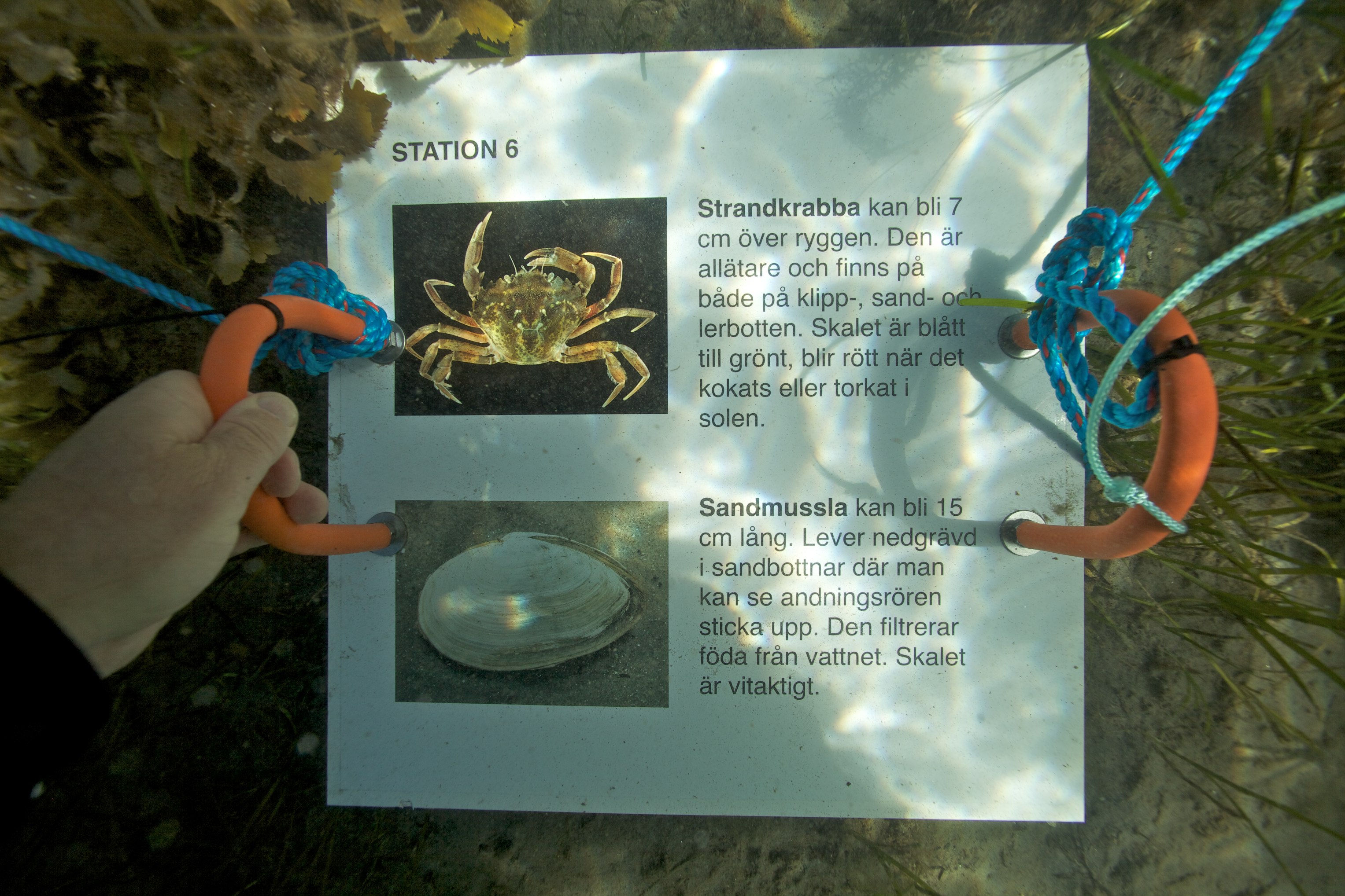 Snorkel trail in Kosterhavet. The trail has information boards under the surface.