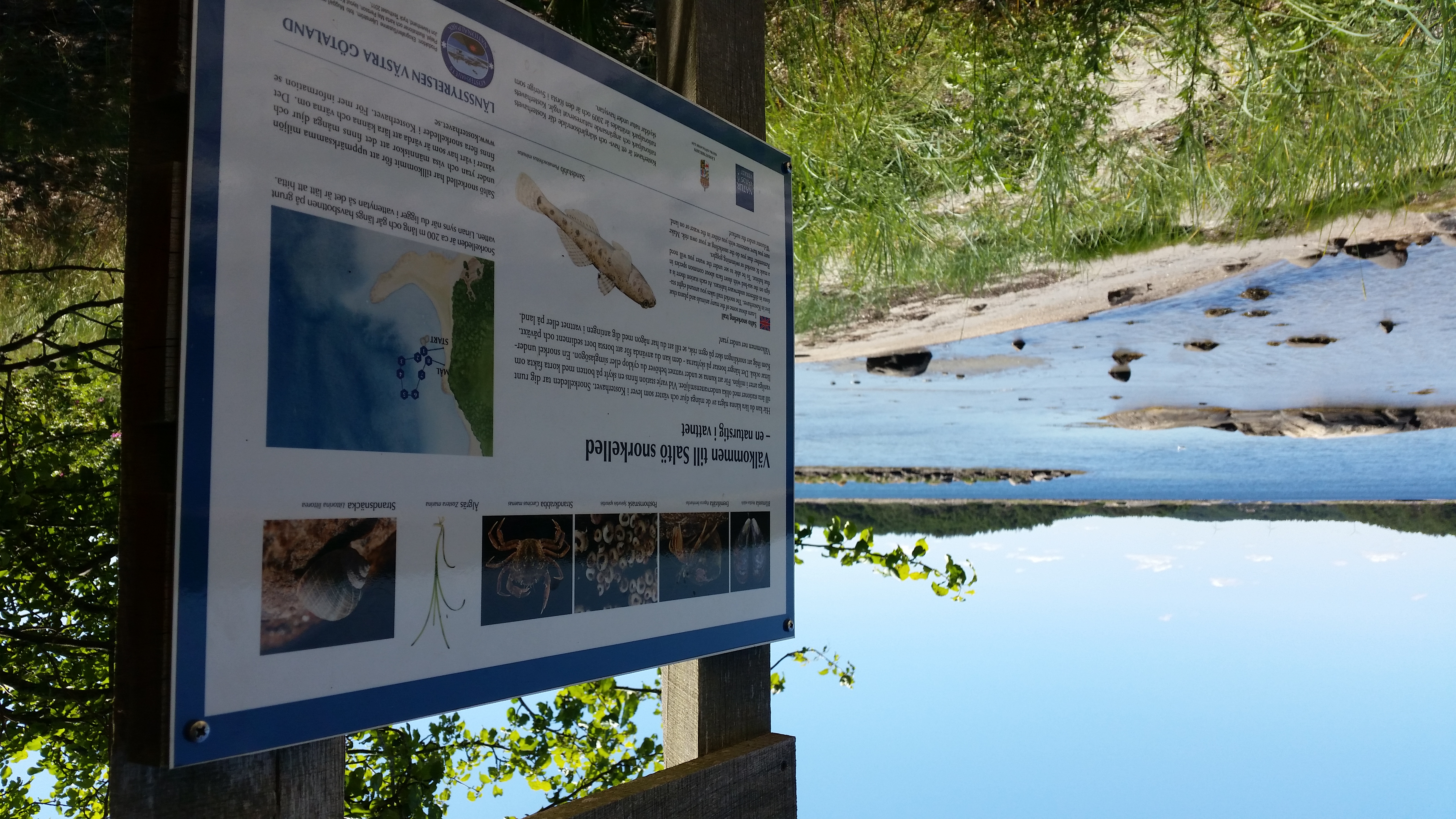 Skylt snorkling vid Hasslebukten, Saltö