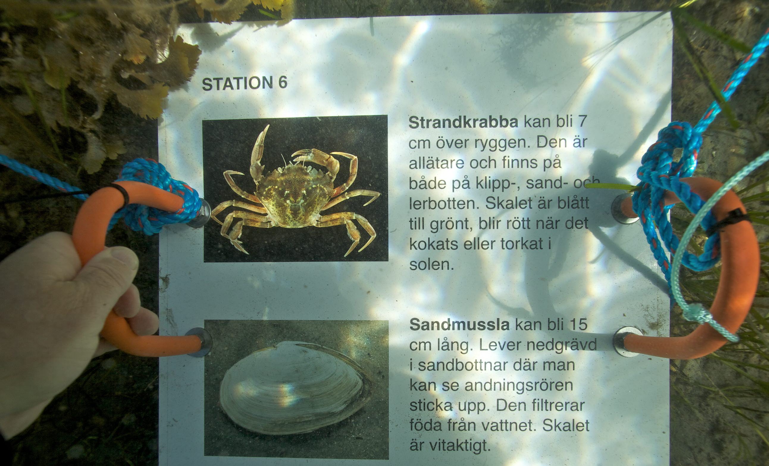 Snorkelled i Kosterhavet. Längst leden finns det stationer under ytan med informationsskyltar.