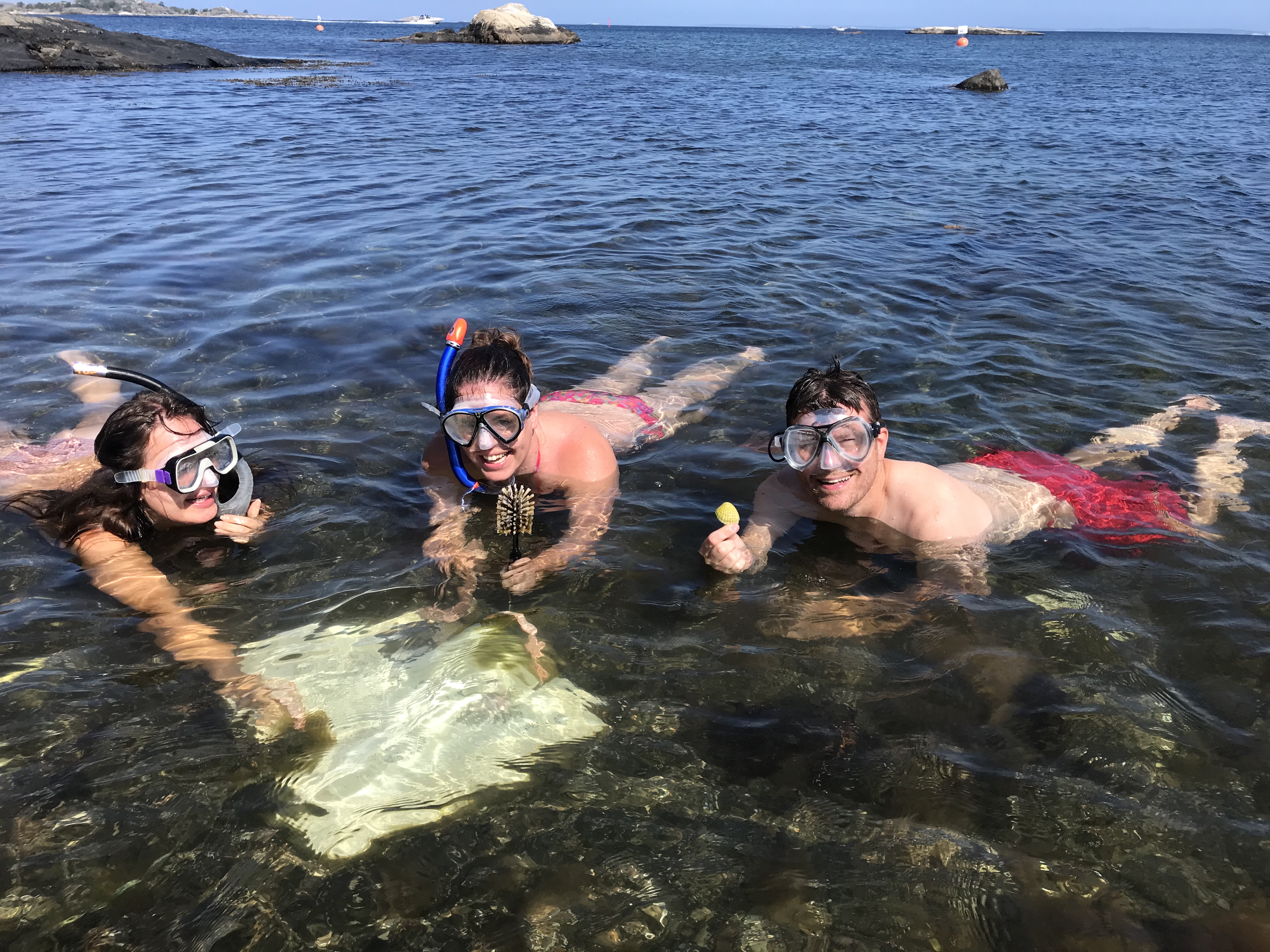 Snorkling i Kosterhavet
