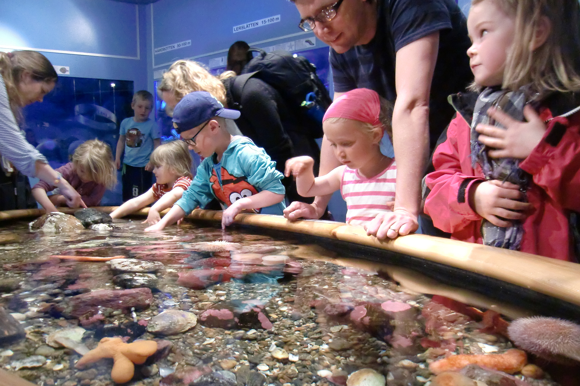 Children are gathered in front of the pet aquarium at Tjärnö. 