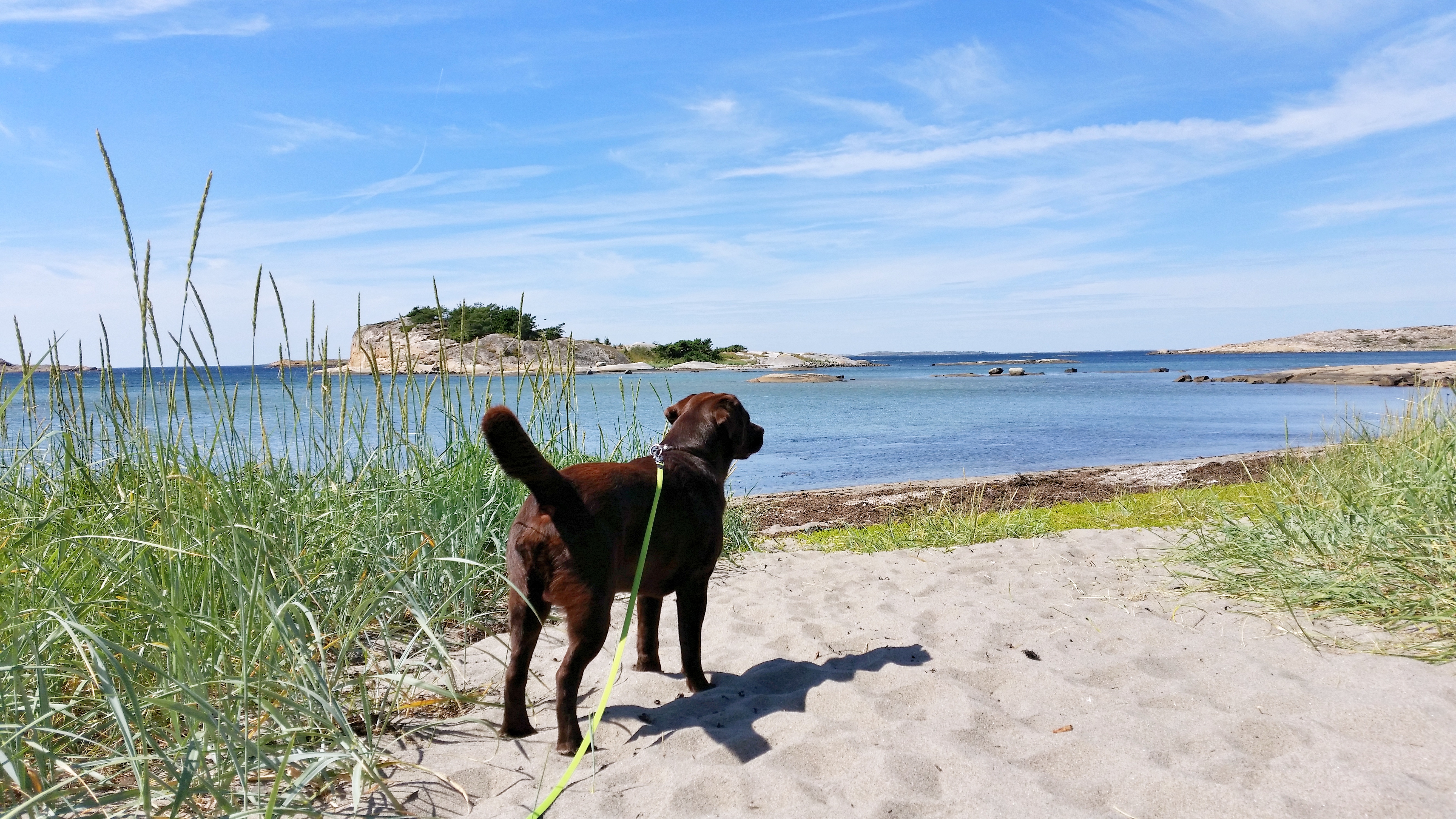Hund på stranden Saltpannan, Rossö
