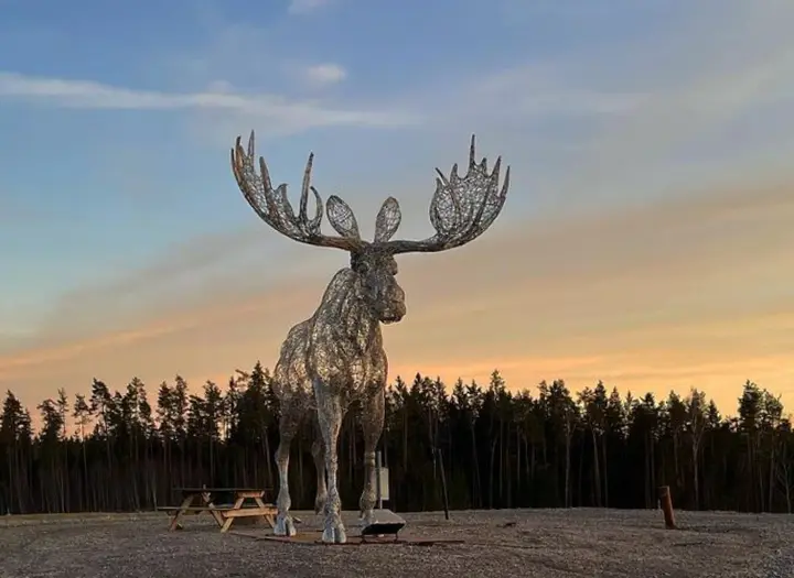 Svensk Älg 22 & Silver Örn