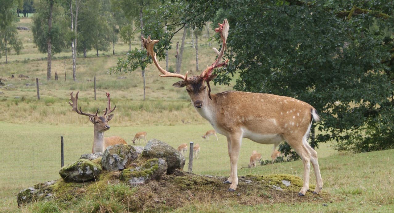Karsbo hjort