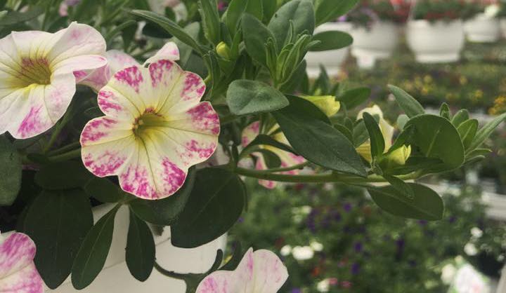 Cramers Blommor