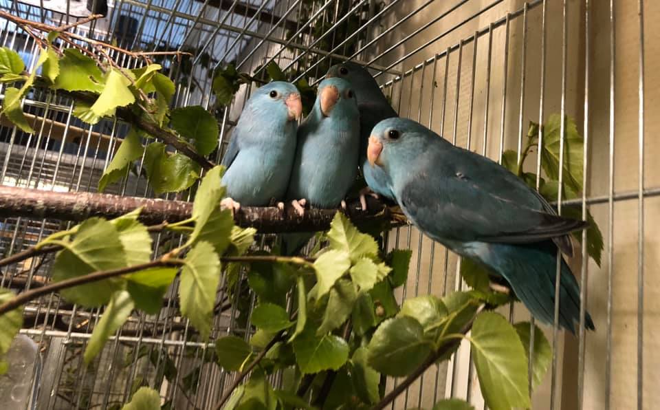 Forpus fågelfoder och zoobutik