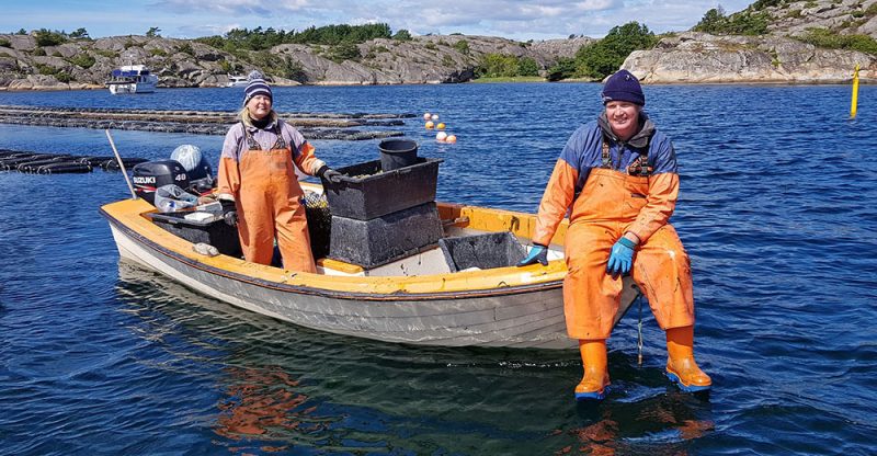 Havstenssunds-ostron