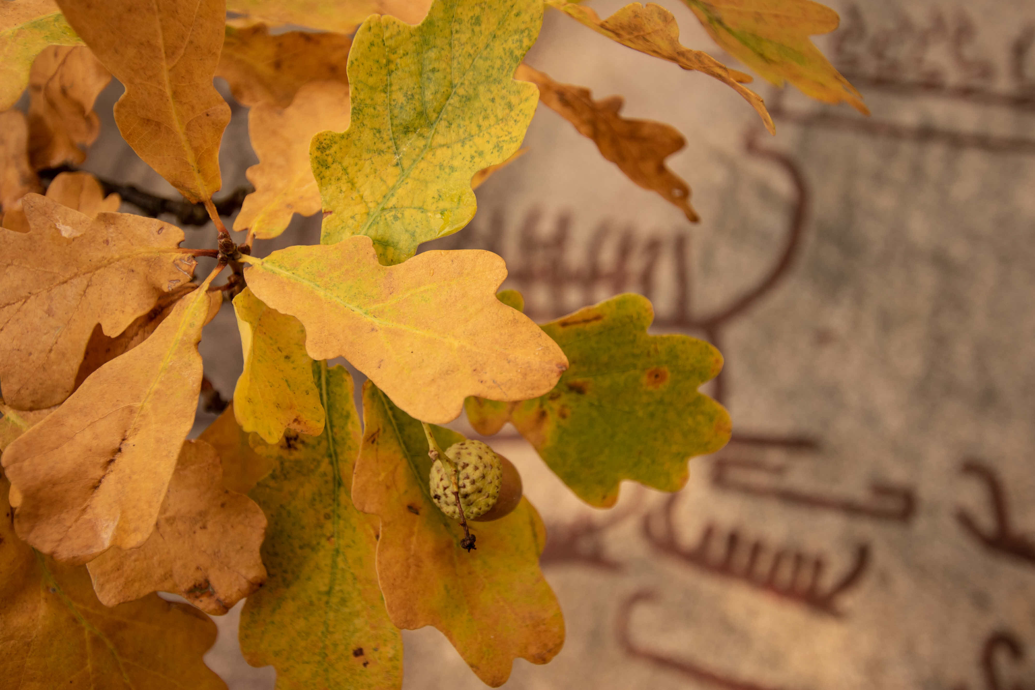 Höst på Vitlycke Museum