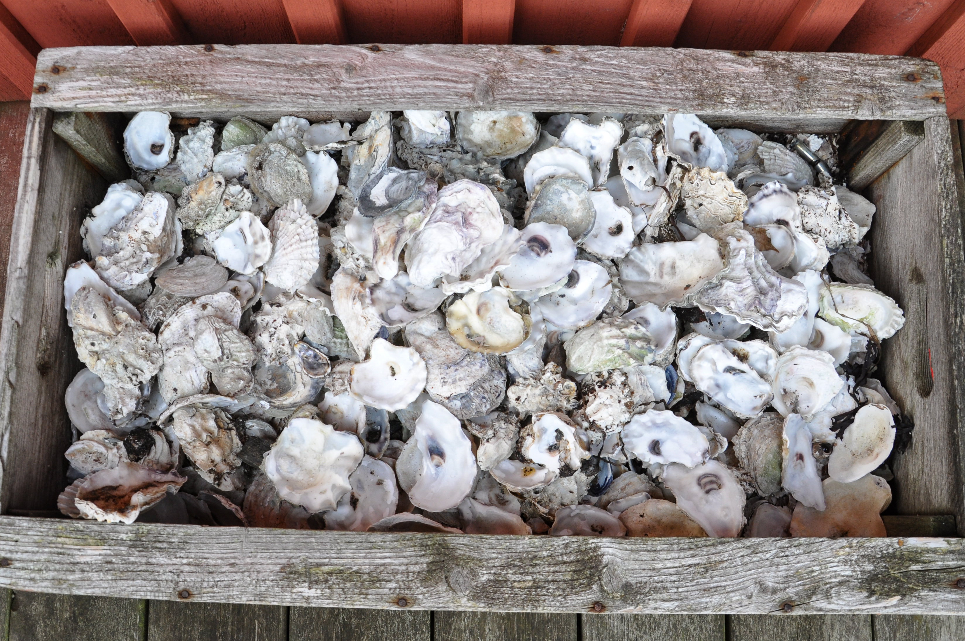Oysters_in_a_wooden_box_at_Kalvö