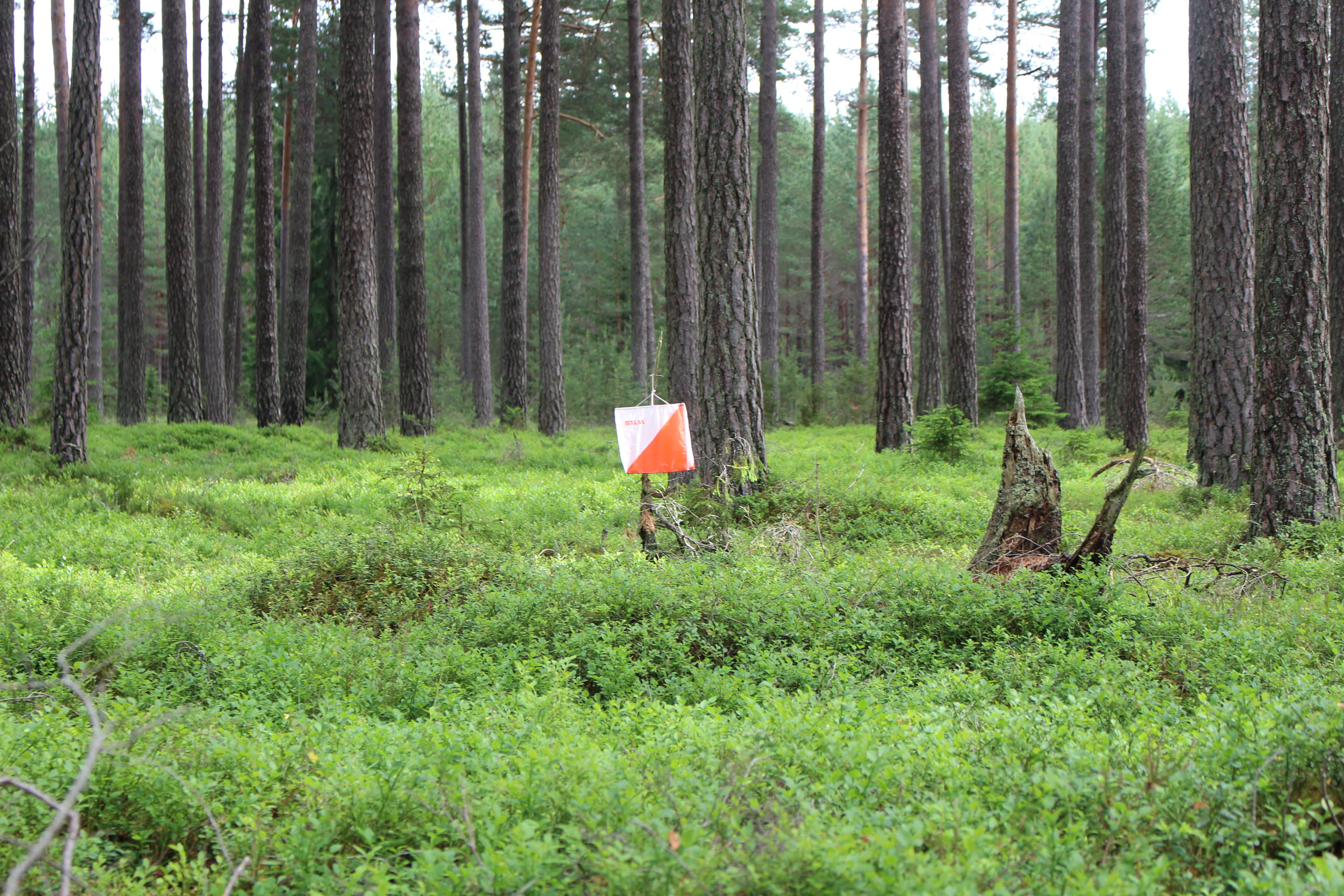 Orienteringstävling Tibrotrippeln