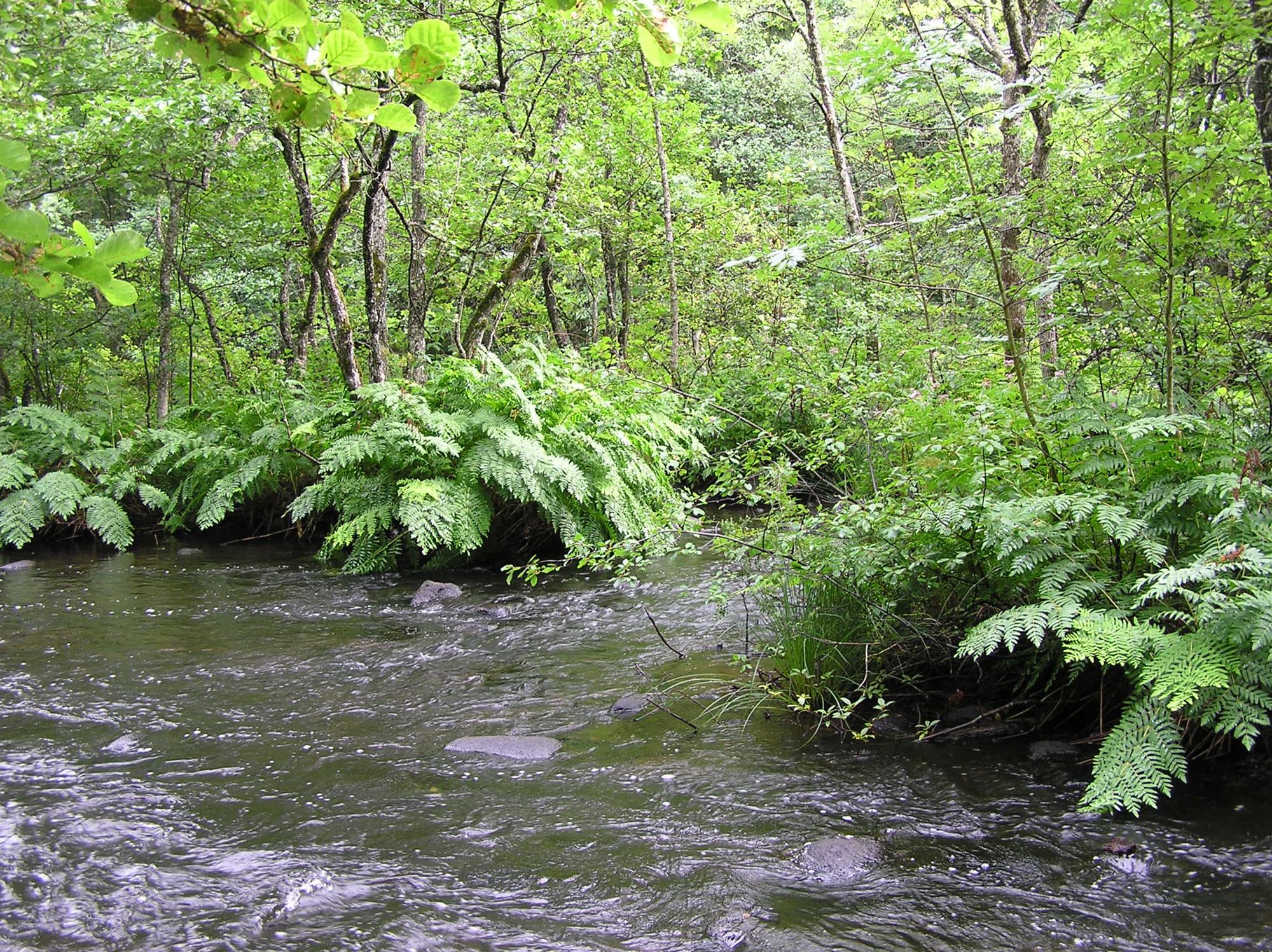 Ettaks strömmar utanför i Tidaholm. Ån Tidan med skog bakom.
