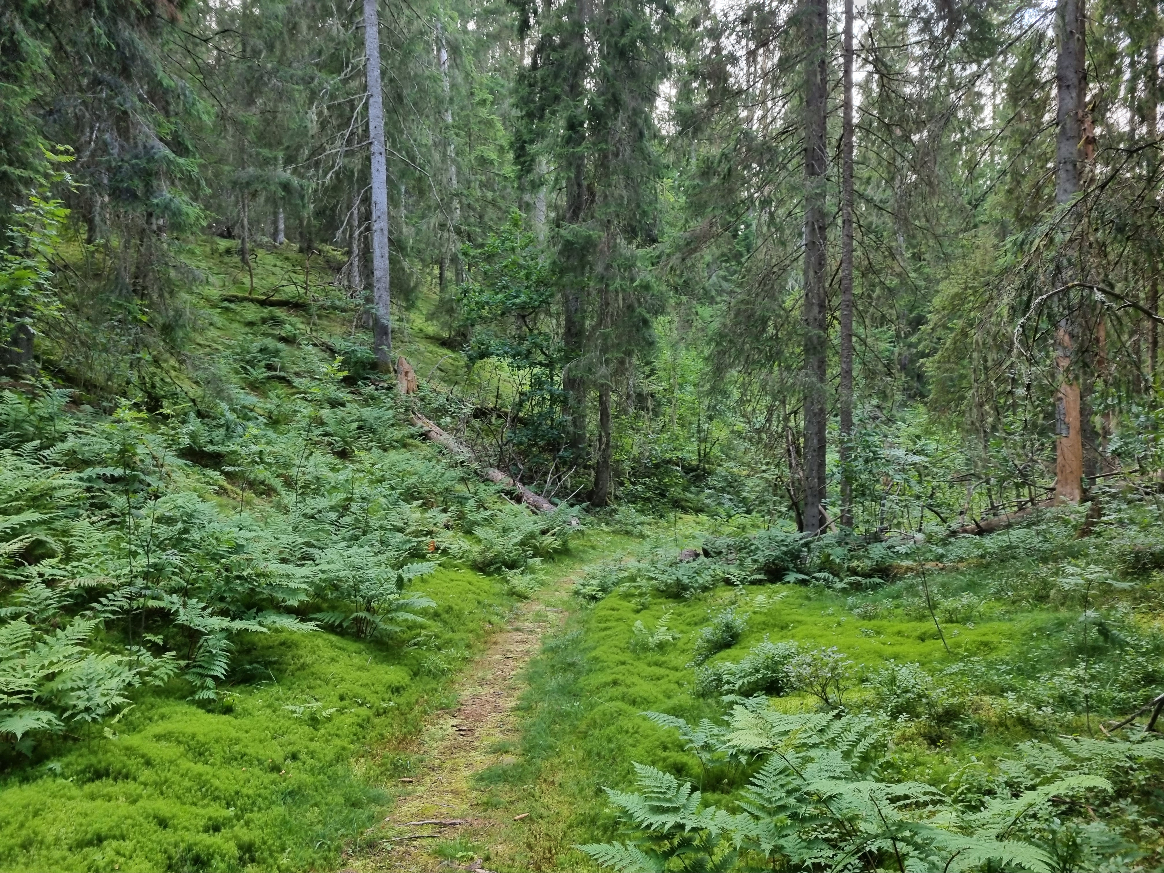 Vy över stigen på Vandringsled Grimmestorp.