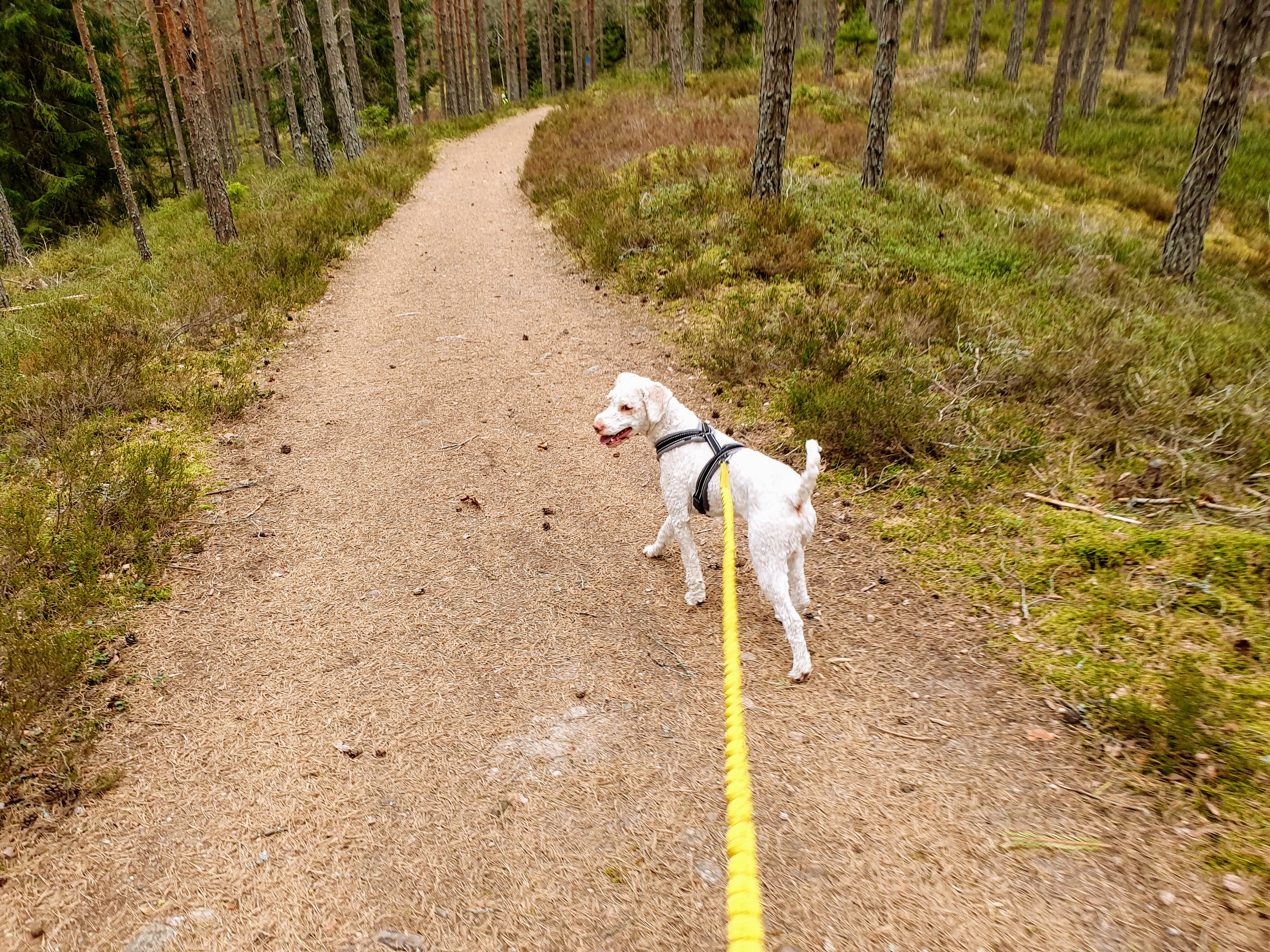 Vit hund i koppel går på Hökensås.