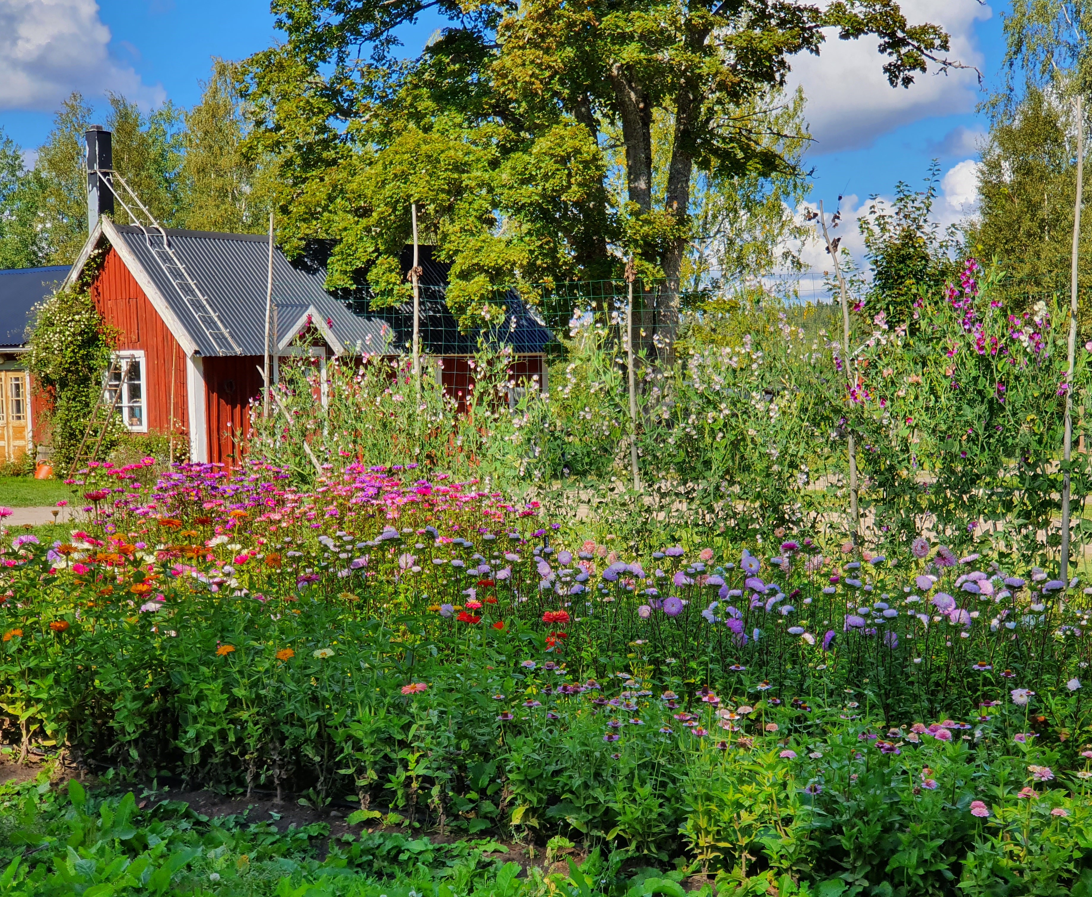 Sommarblommor med hus i bakgrunden.