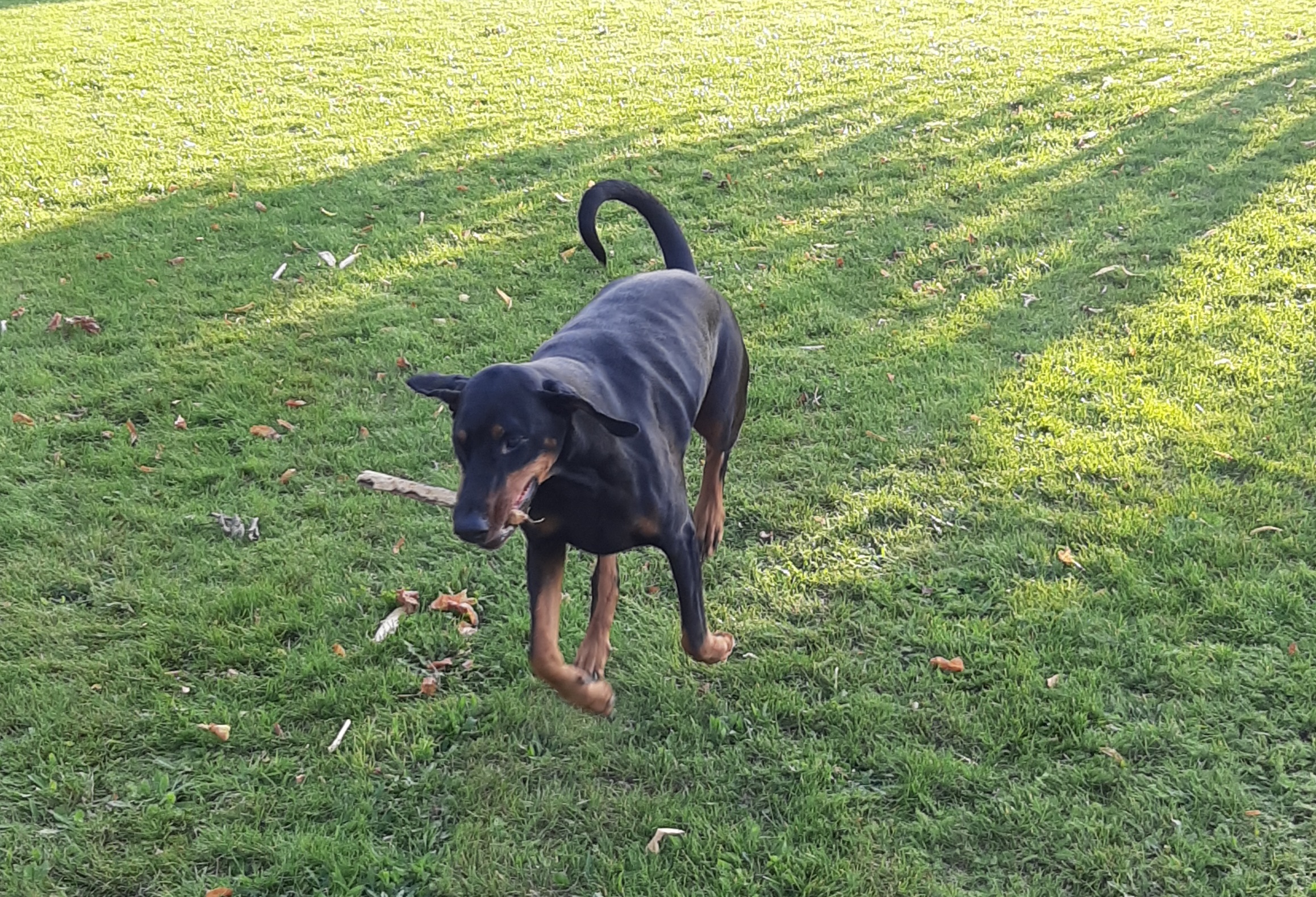 Picture of a dog playing with a stick in a dog kennel