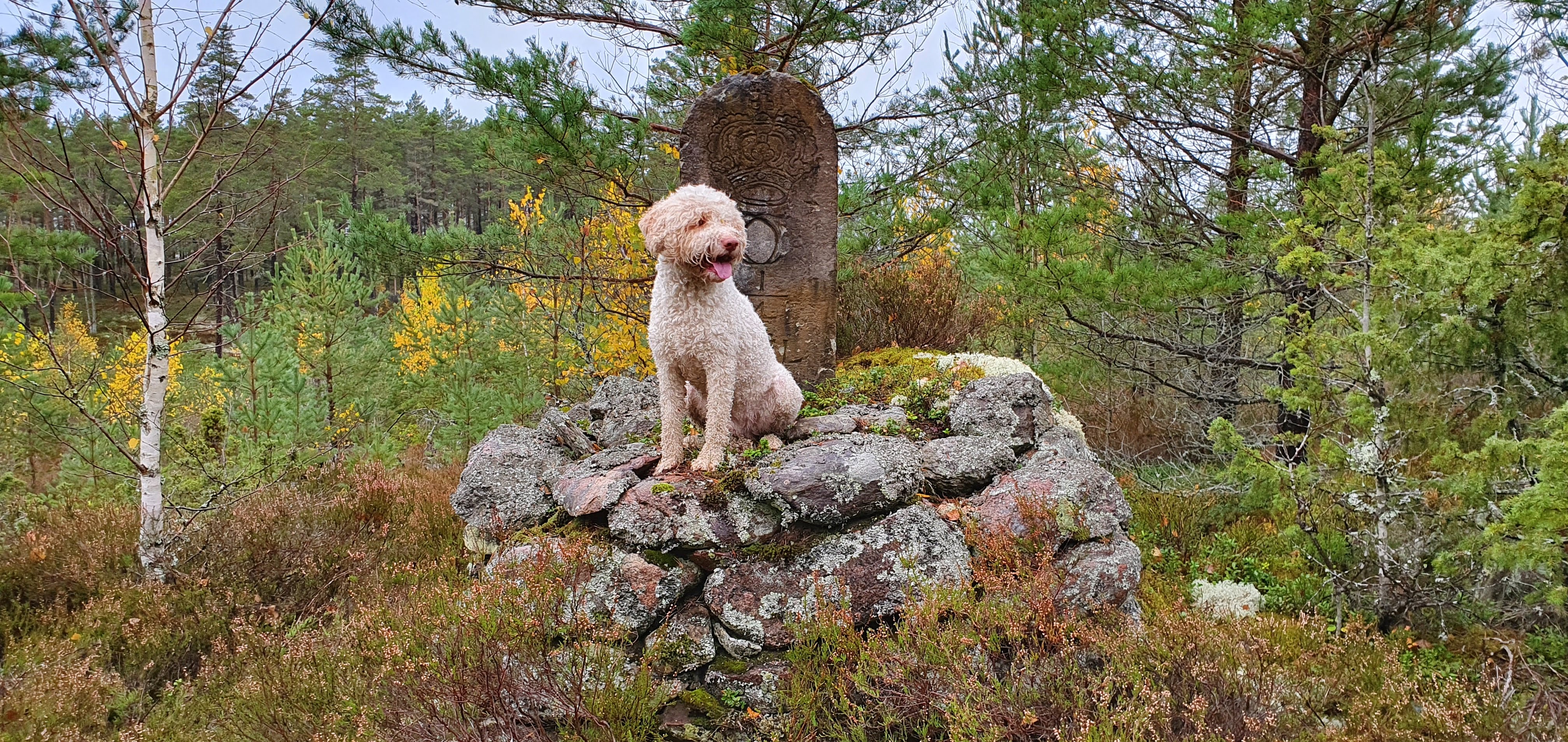En hund som sitter vid en sten i skogen.