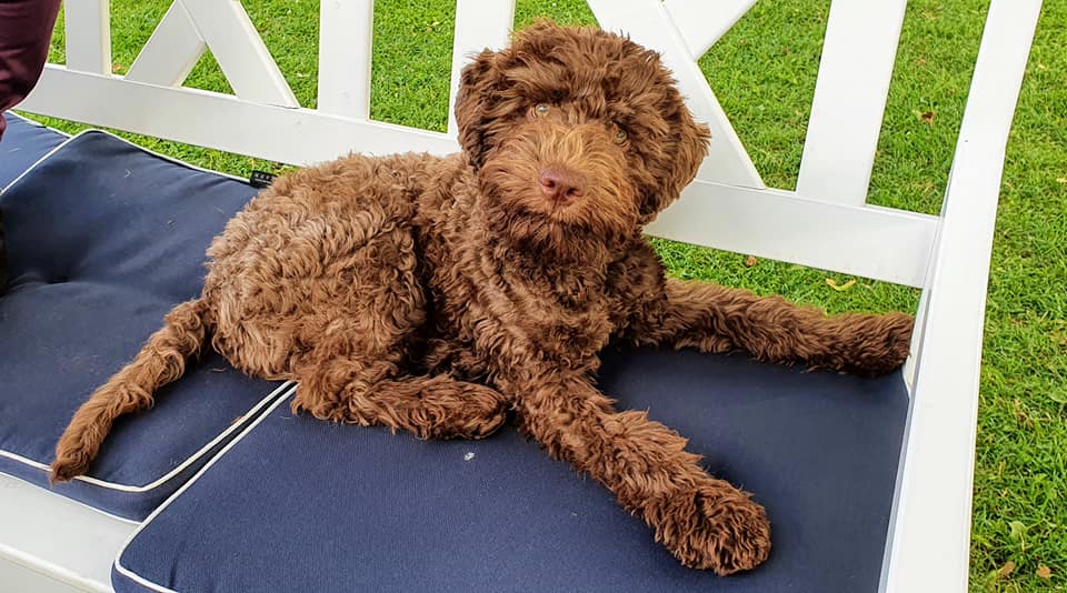 A puppy is lying on a sofa.