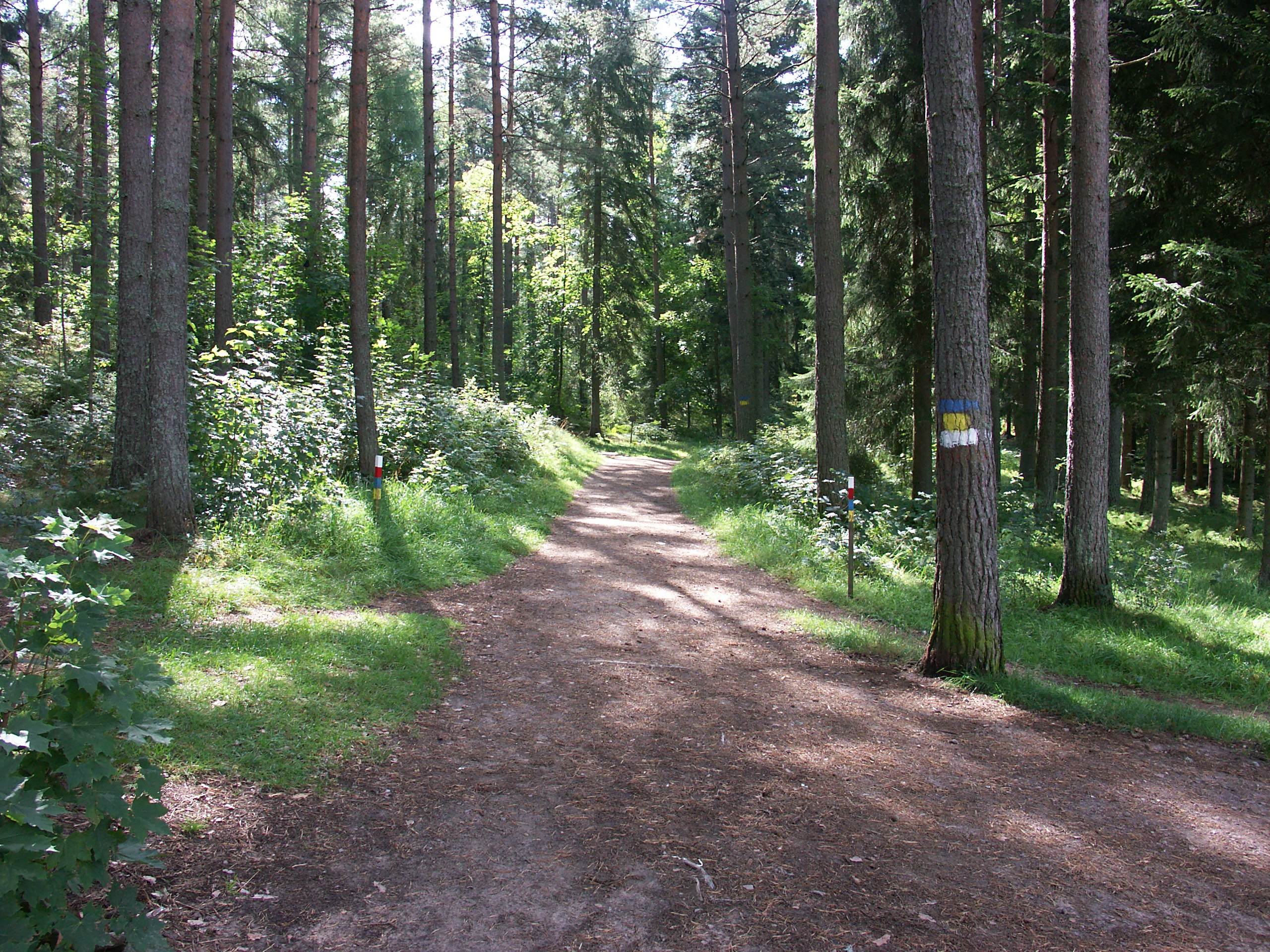 En skogsstig på Hellidsberget i Tidaholm.