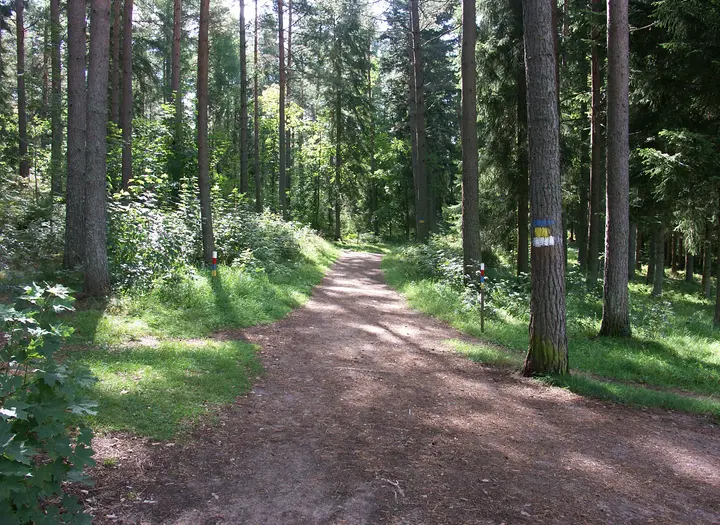 Motionsspår, mtb-led och skidspår på Hellidsberget