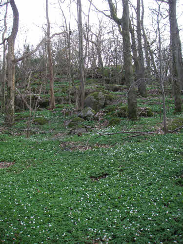 Bild Vägeröds dalar