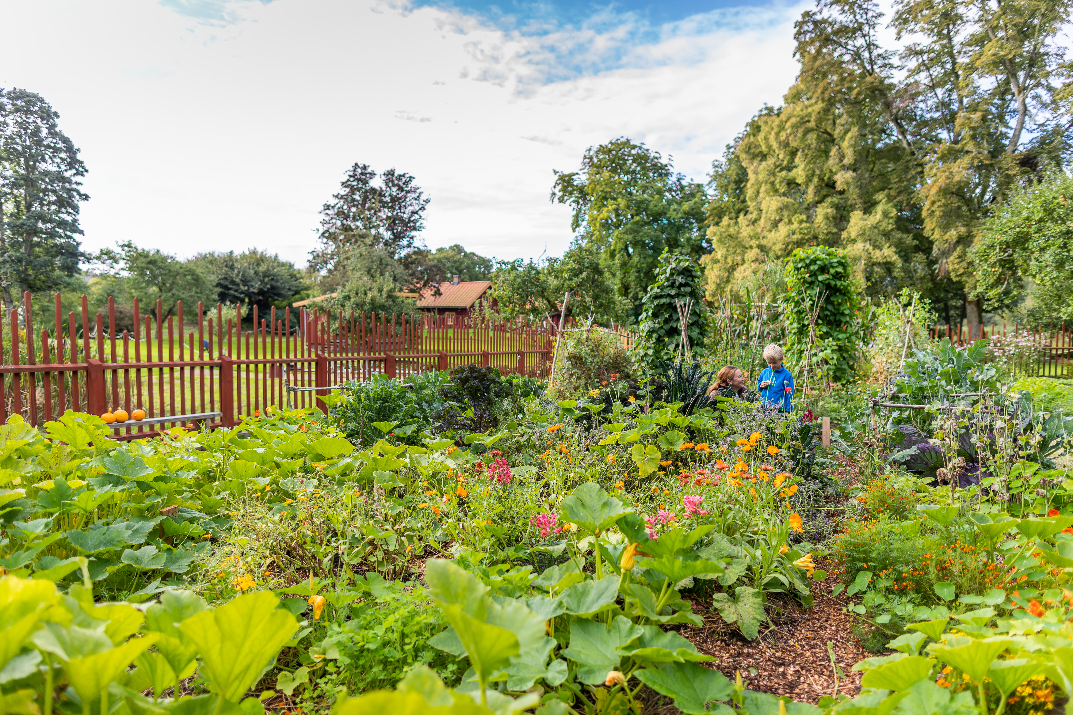 Köksträdgården på Sundsby Säteri, Tjörn