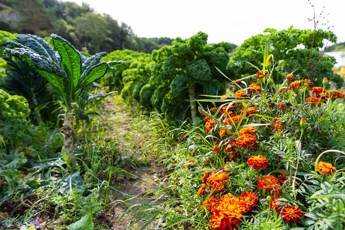 Mölnebo odlingar, Tjörn 
