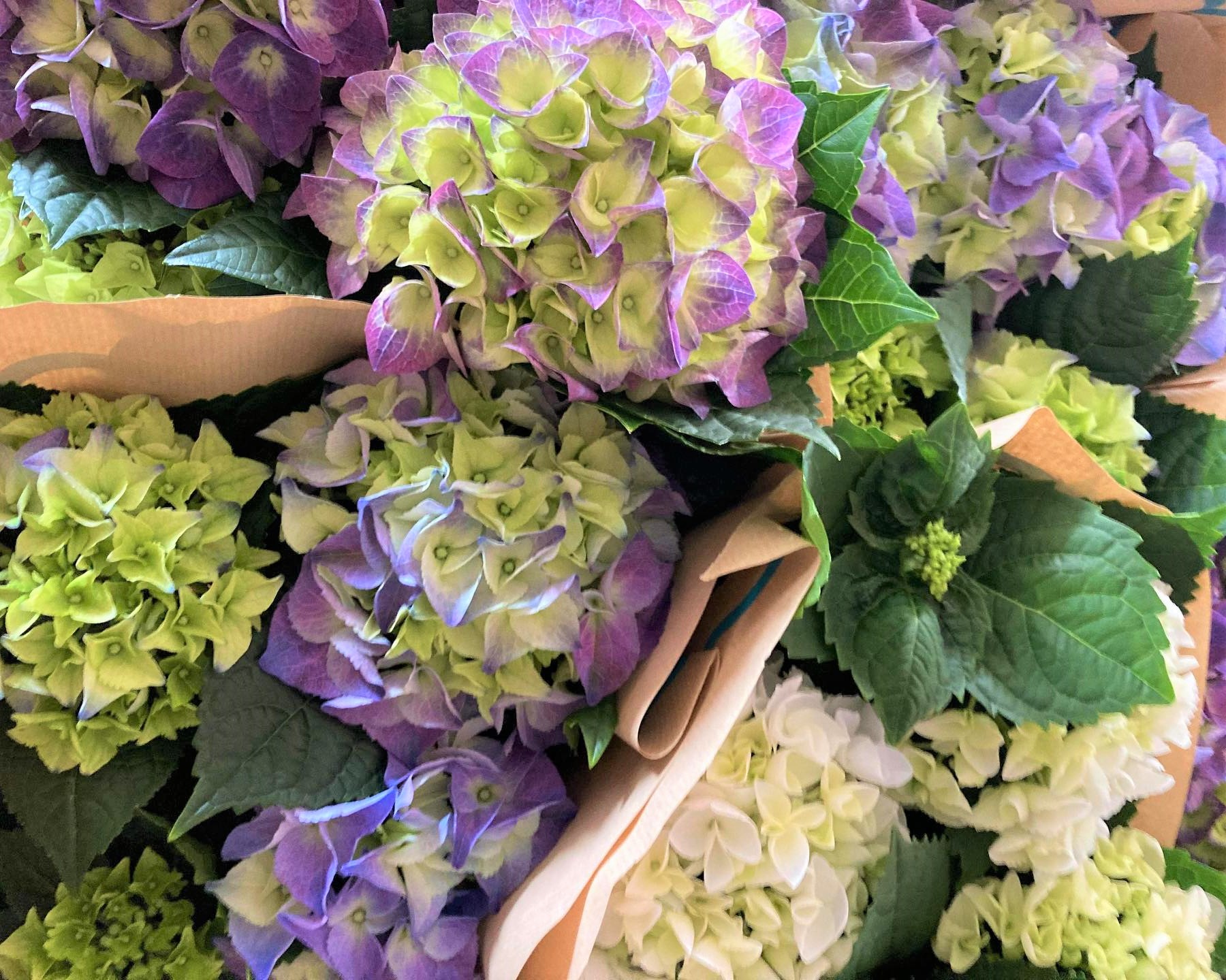 Dekorex Blommor