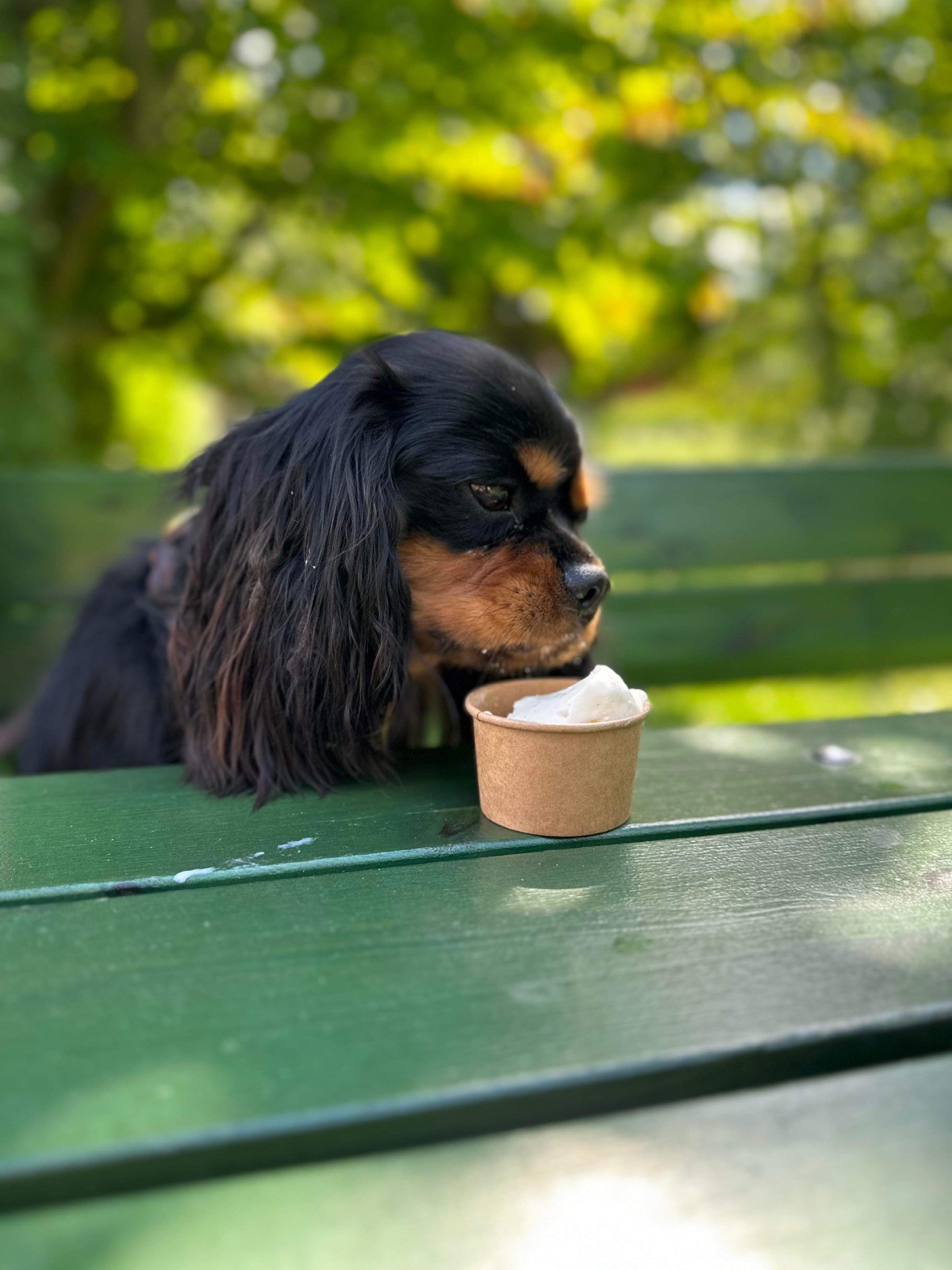 Dog eating icecream at Sundsby manor