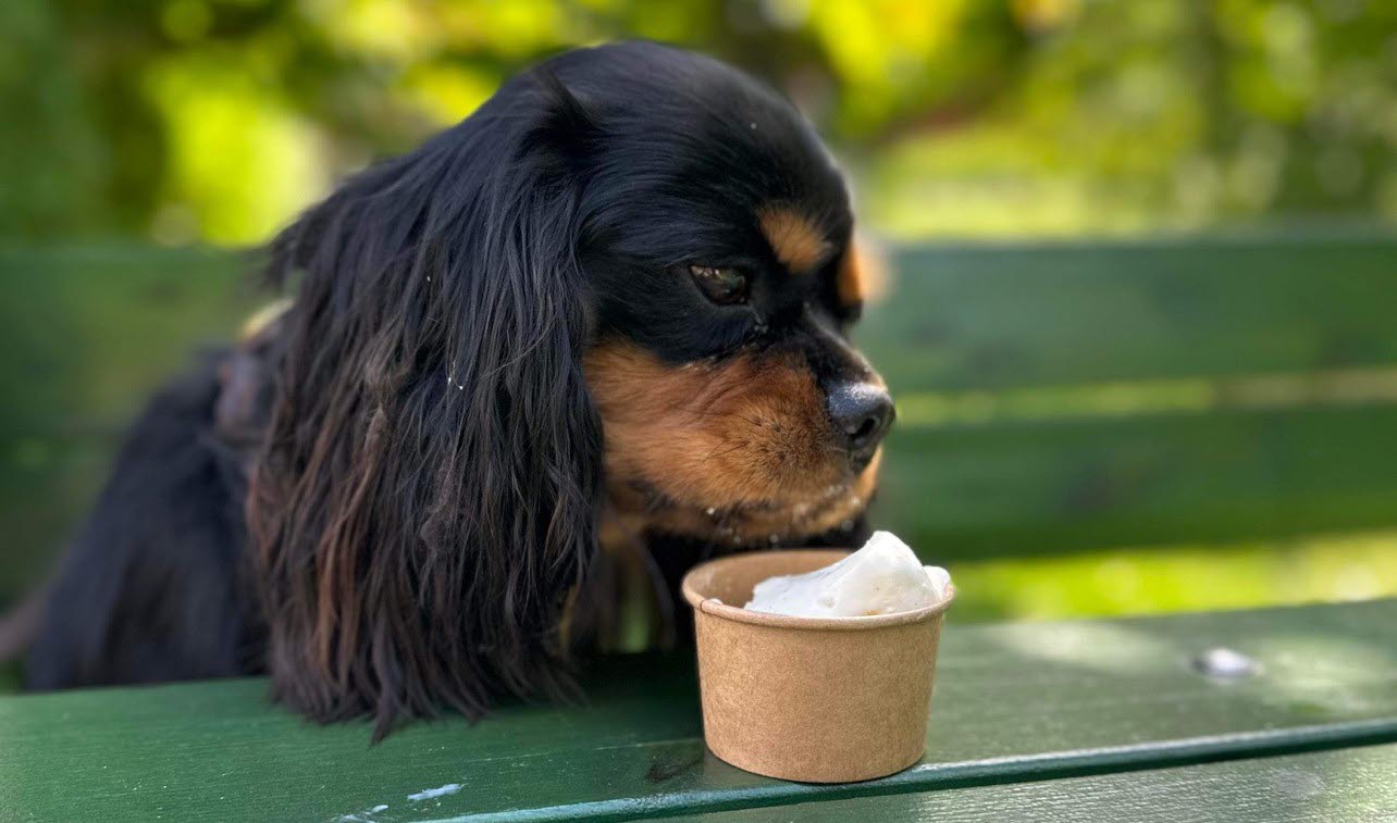 Dog eating icecream at Sundsby manor