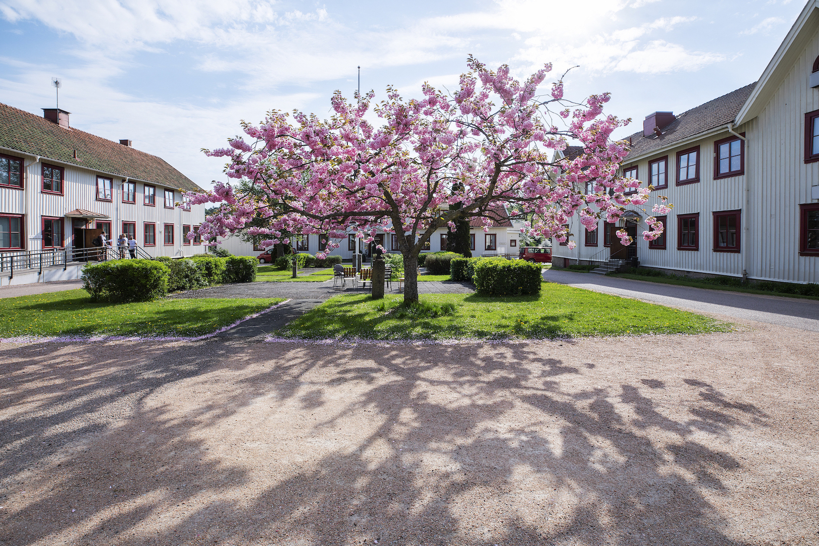 Blommande körsbärsträd på skolgården