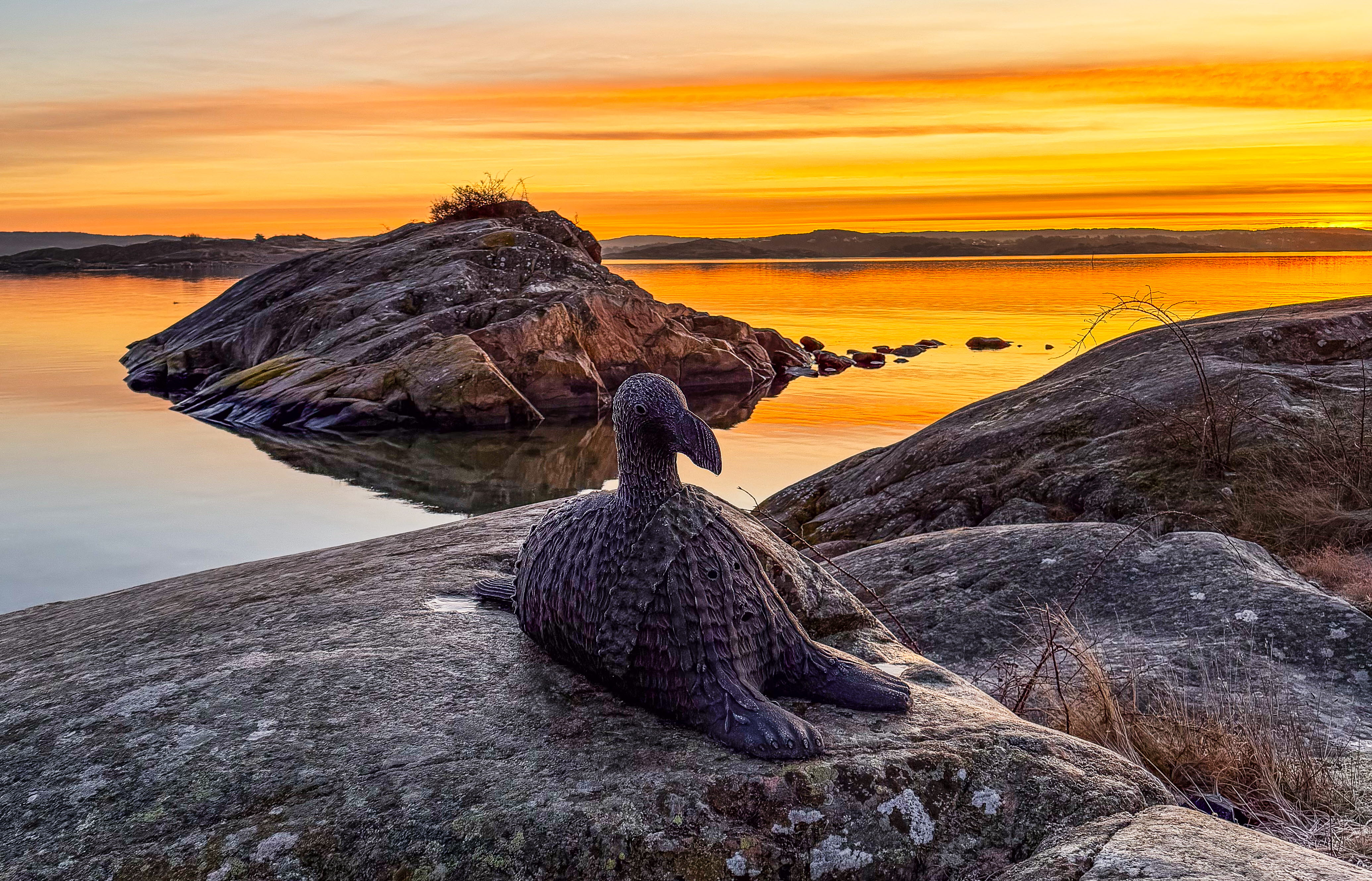 Fjordvätte på Låka badplats 
