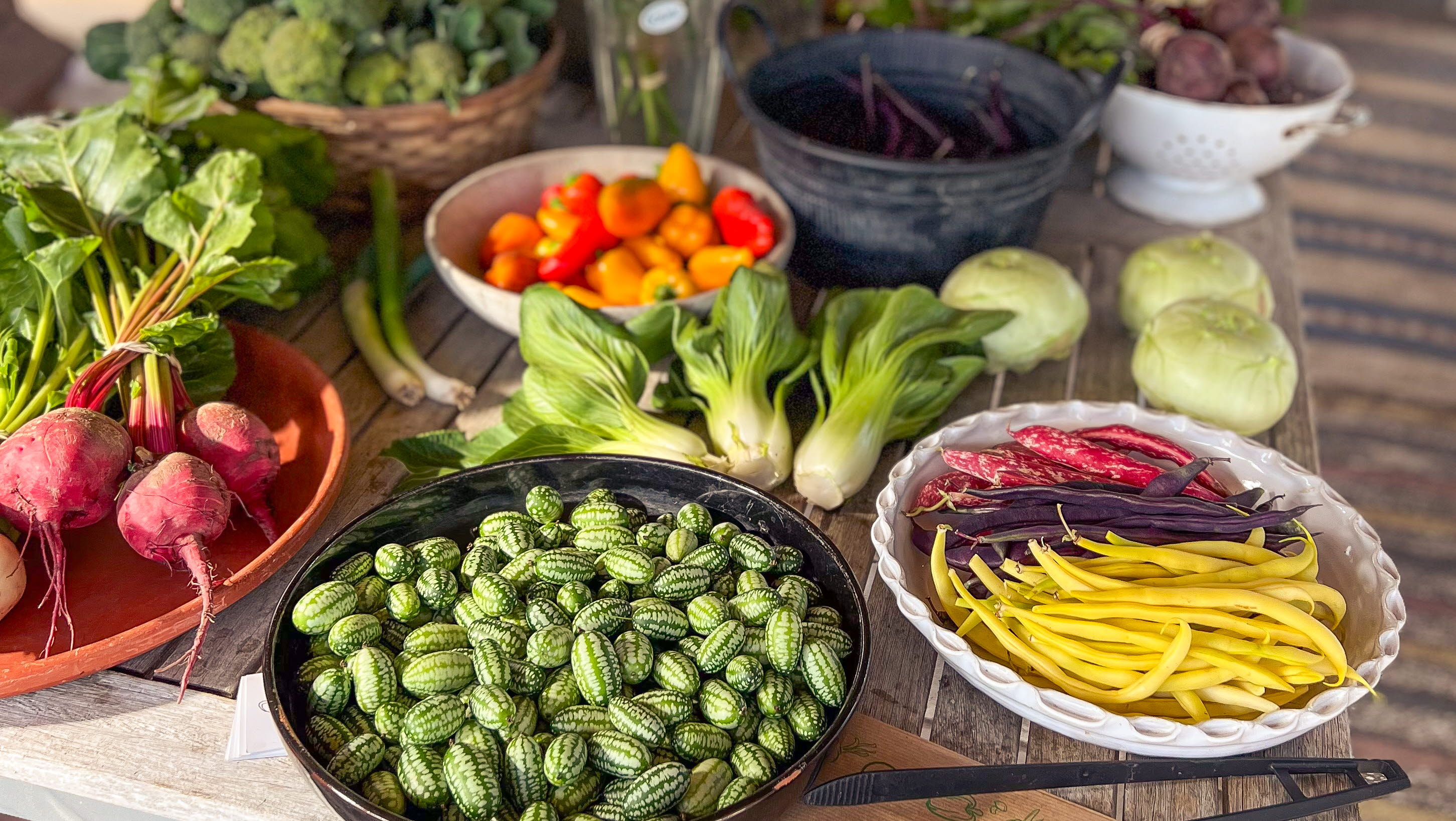 Mölnebo Odlingar på Tjörn med självplock av grönsaker och blommor