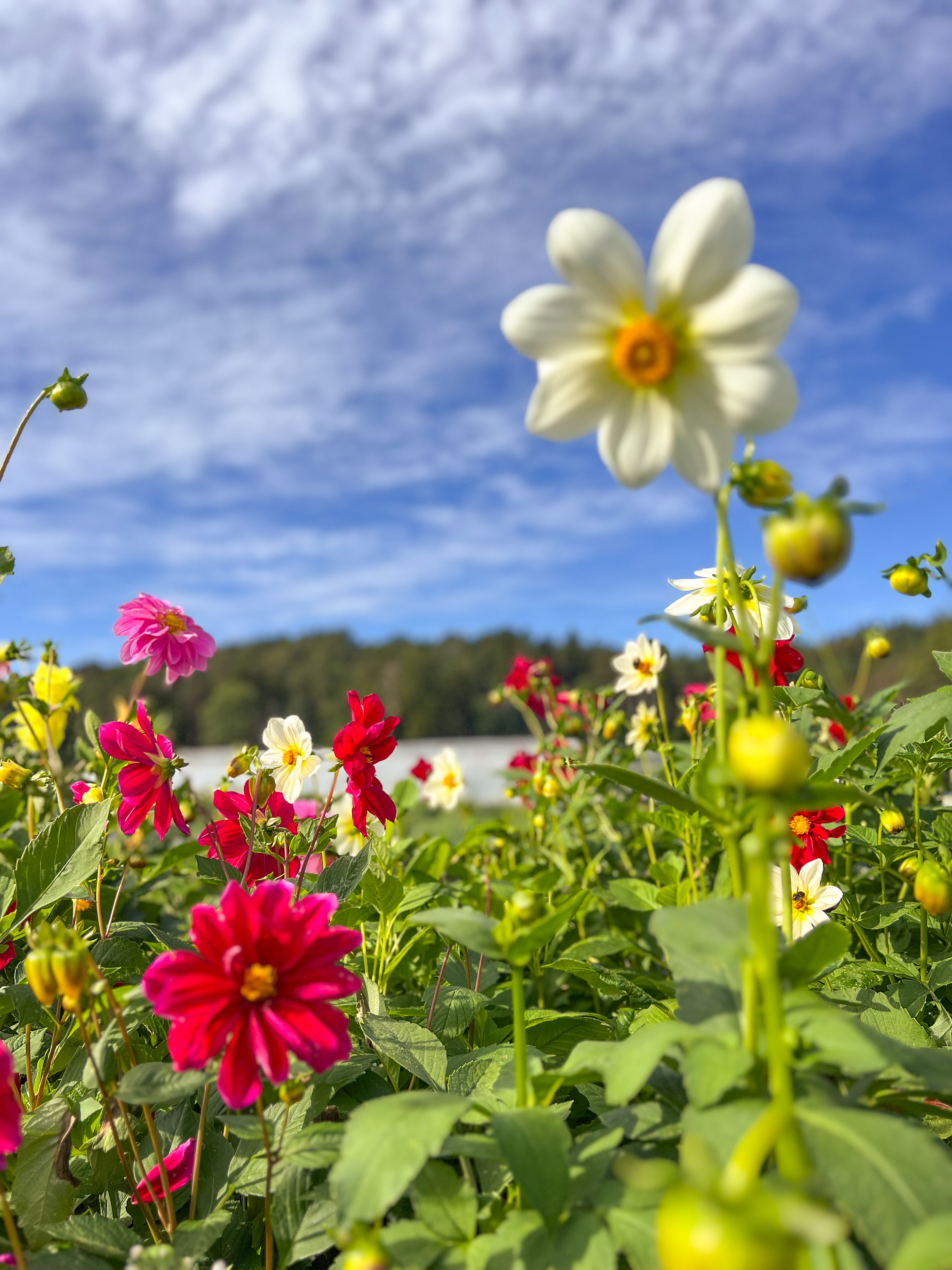 Mölnebo Odlingar på Tjörn med självplock av grönsaker och blommor