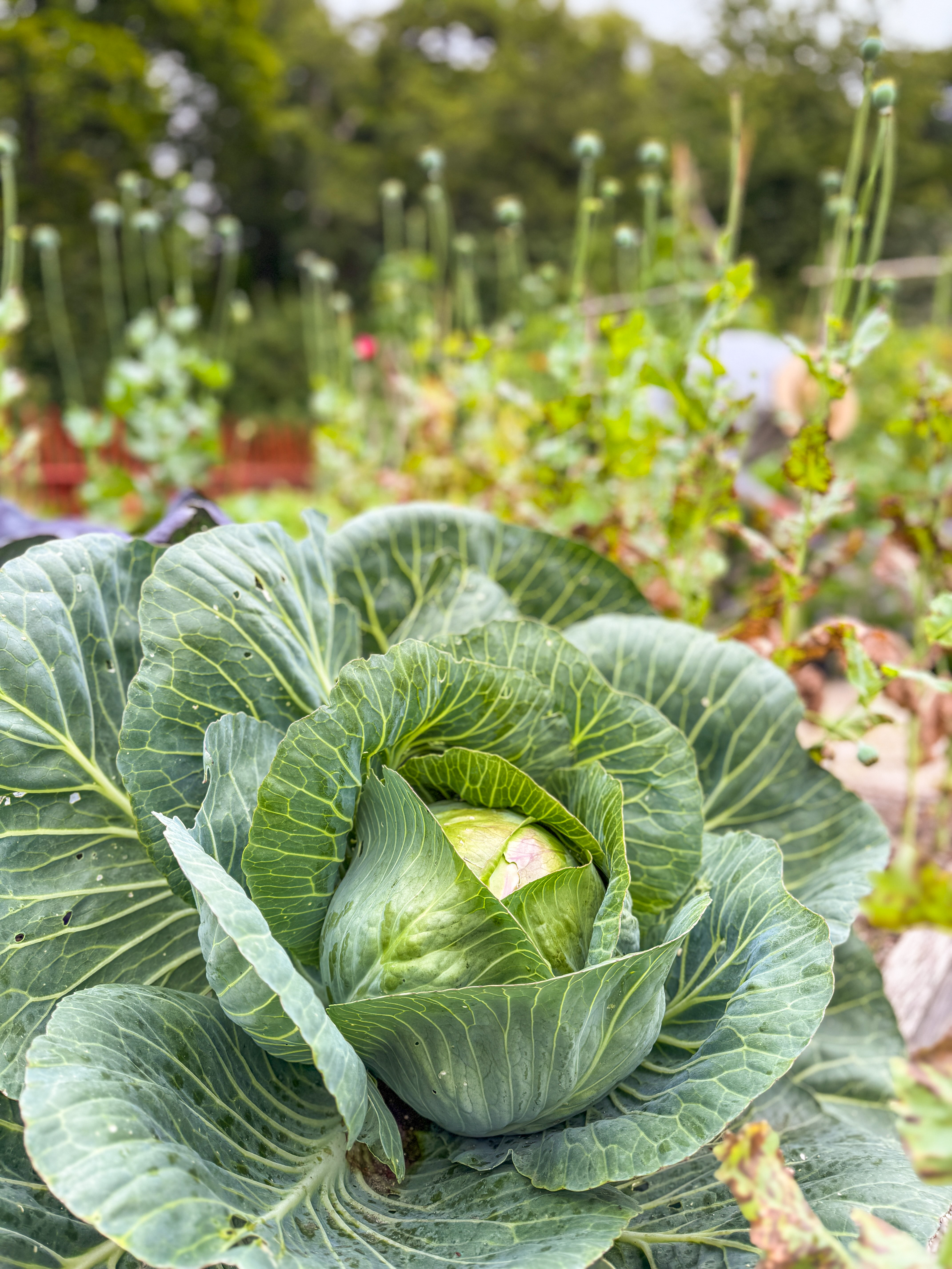 Trädgården på Sundsby Säteri