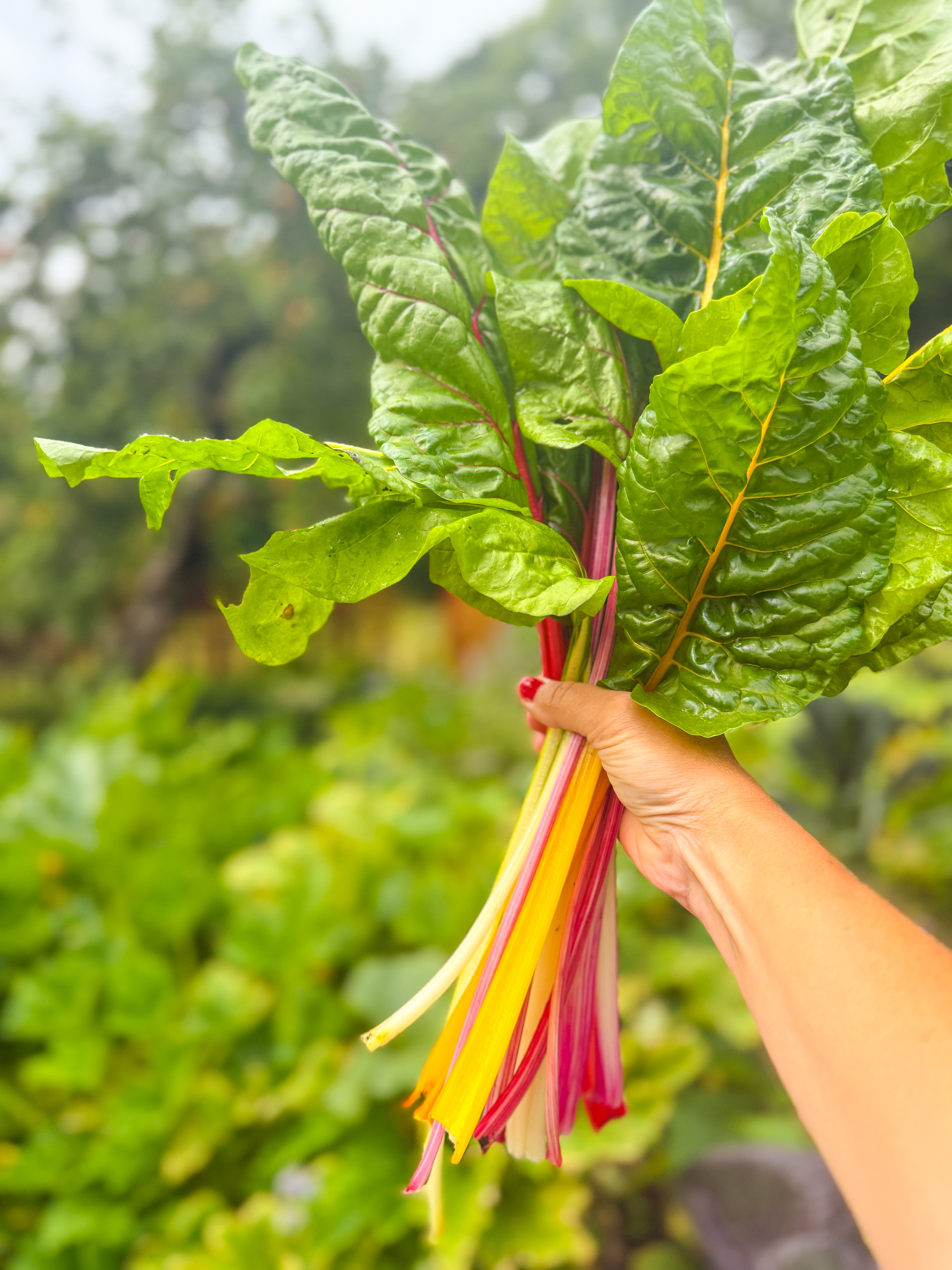 Köksträdgården på Sundsby Säteri 